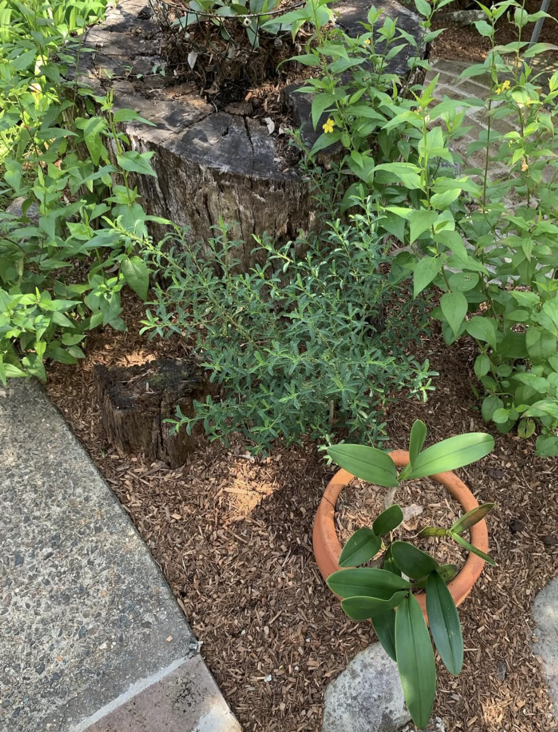 A garden scene with a large tree stump, green leafy plants, and a potted orchid with broad green leaves, on a mulch-covered ground near a stone pathway.