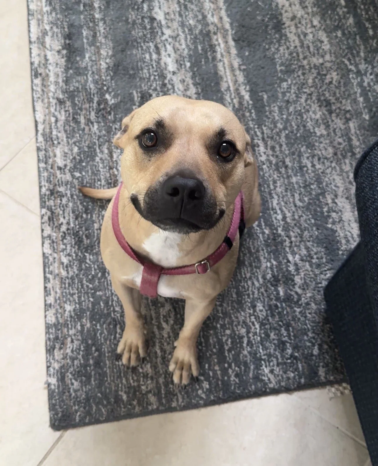 What My Pitbull Honey Taught Me About Recovery, Impulse, and Grace