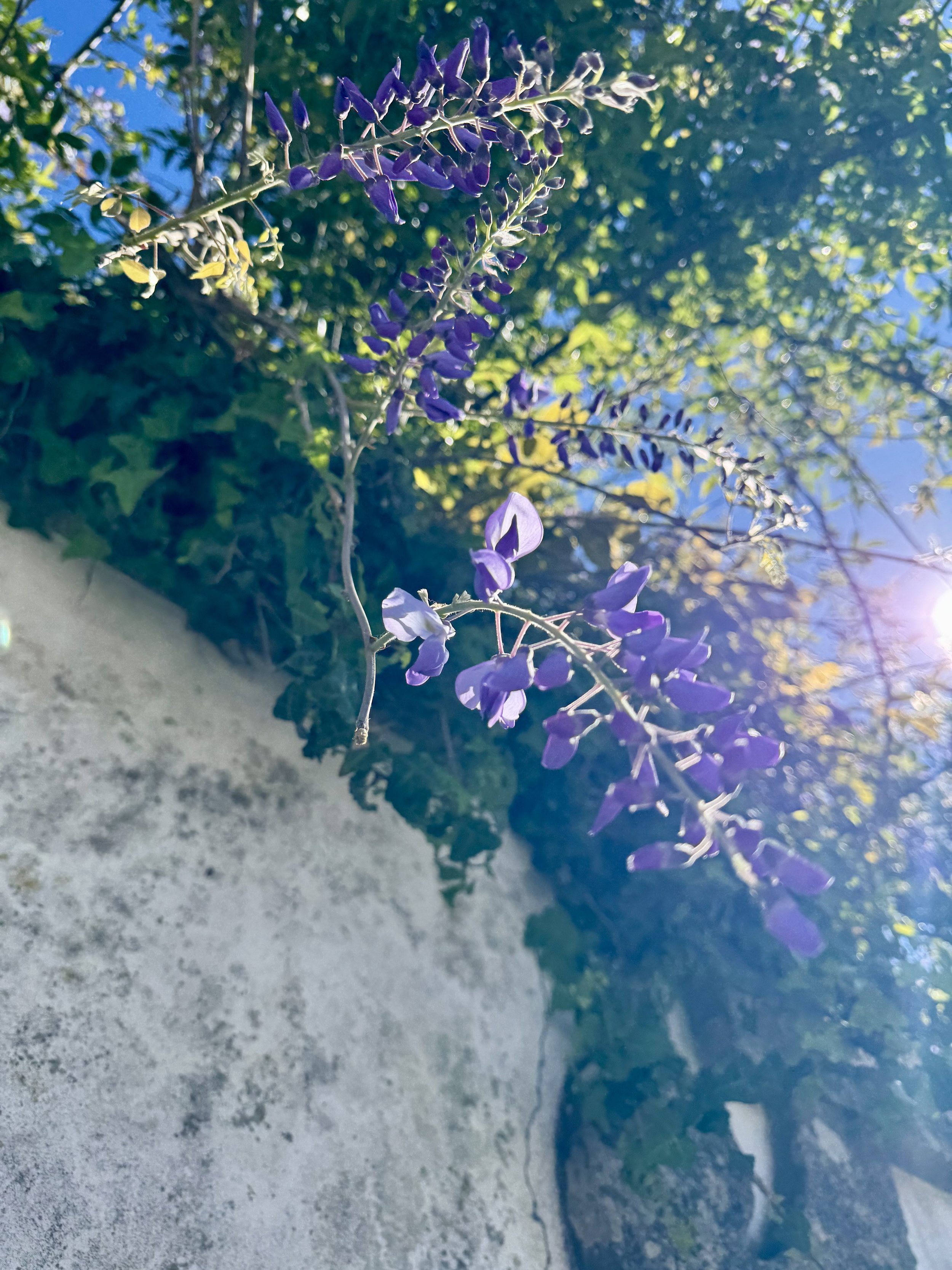 IMG_0850.jpeg