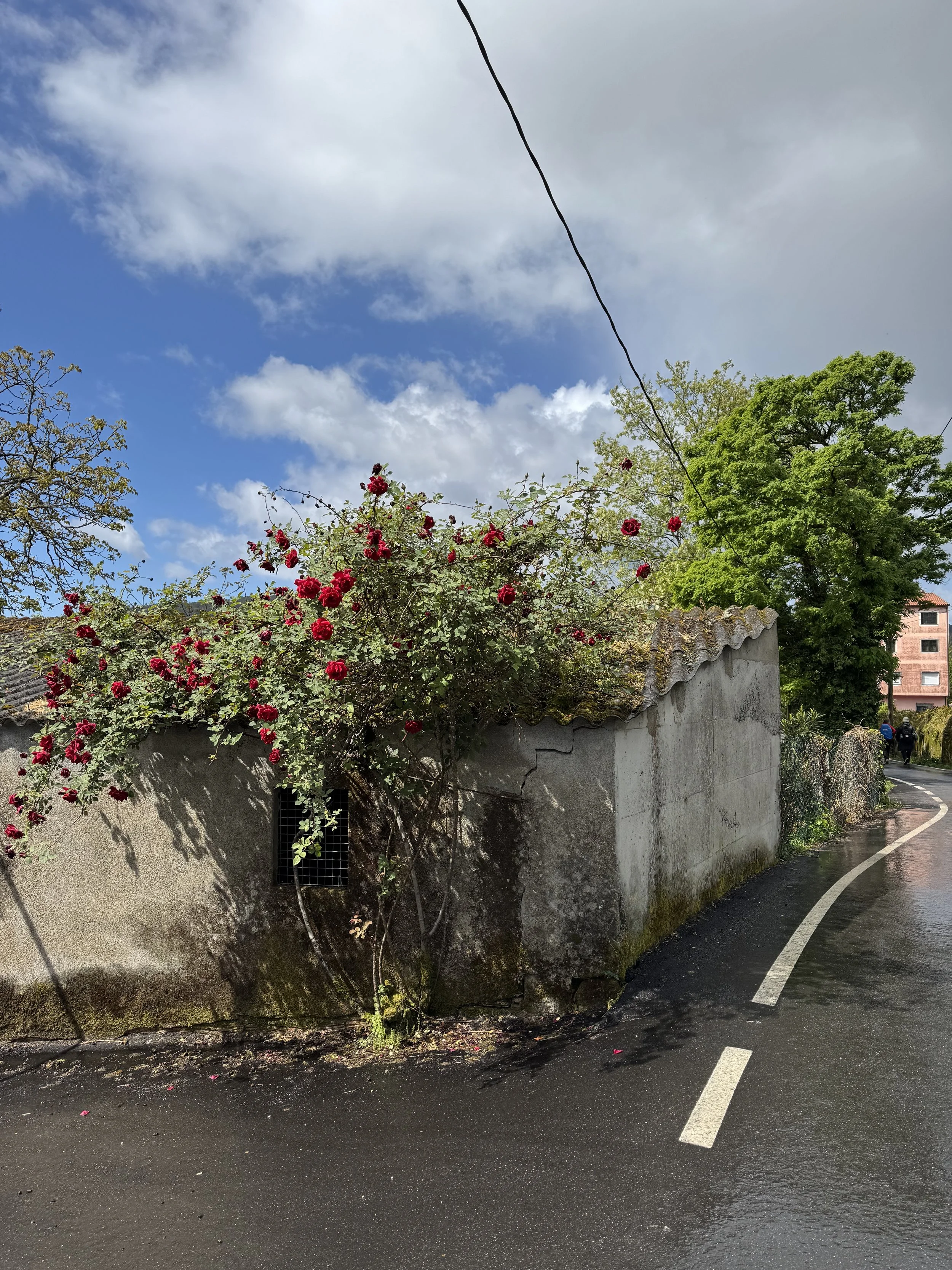 IMG_1279.jpeg