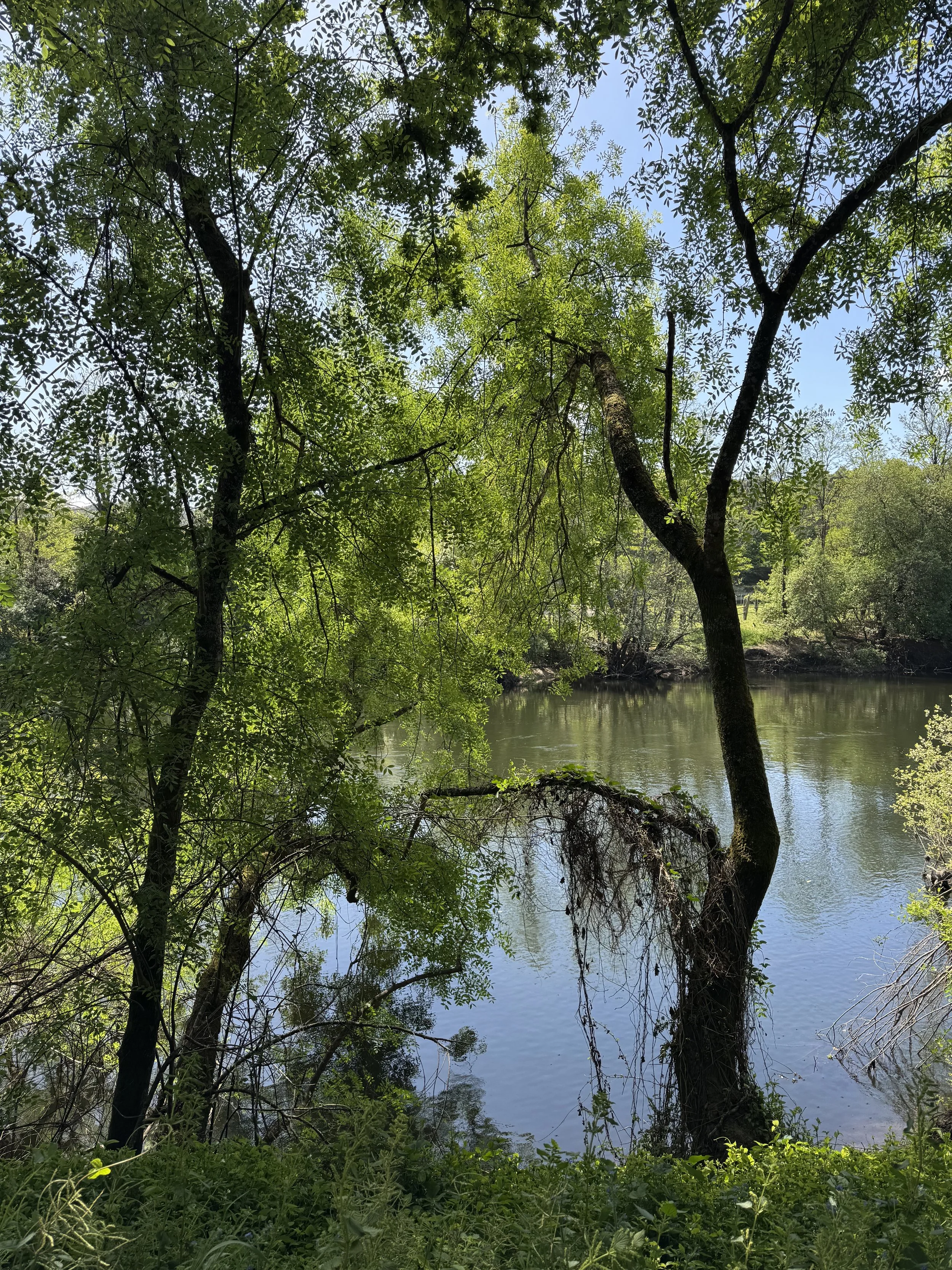 IMG_1239.jpeg