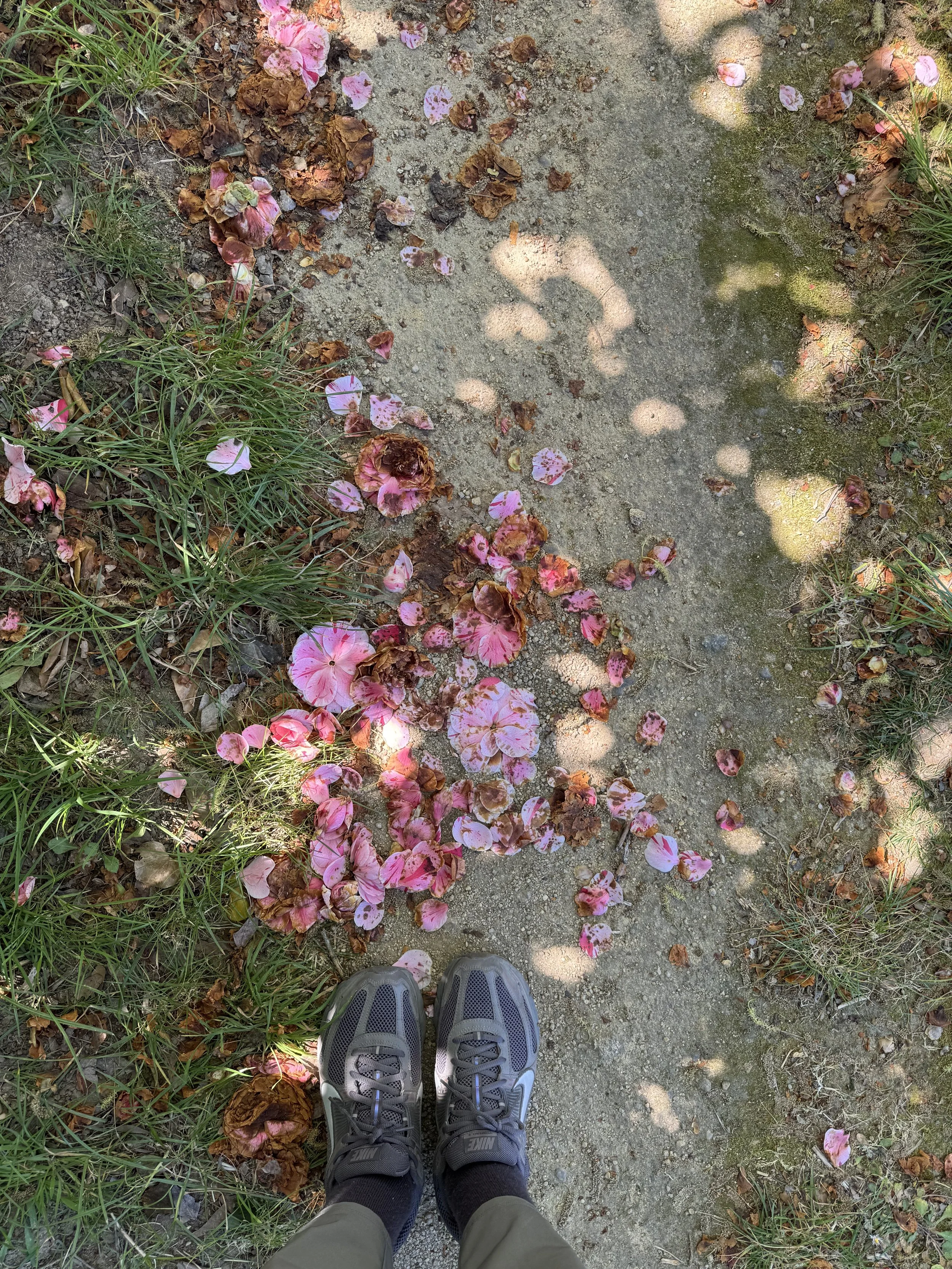 IMG_1031.jpeg