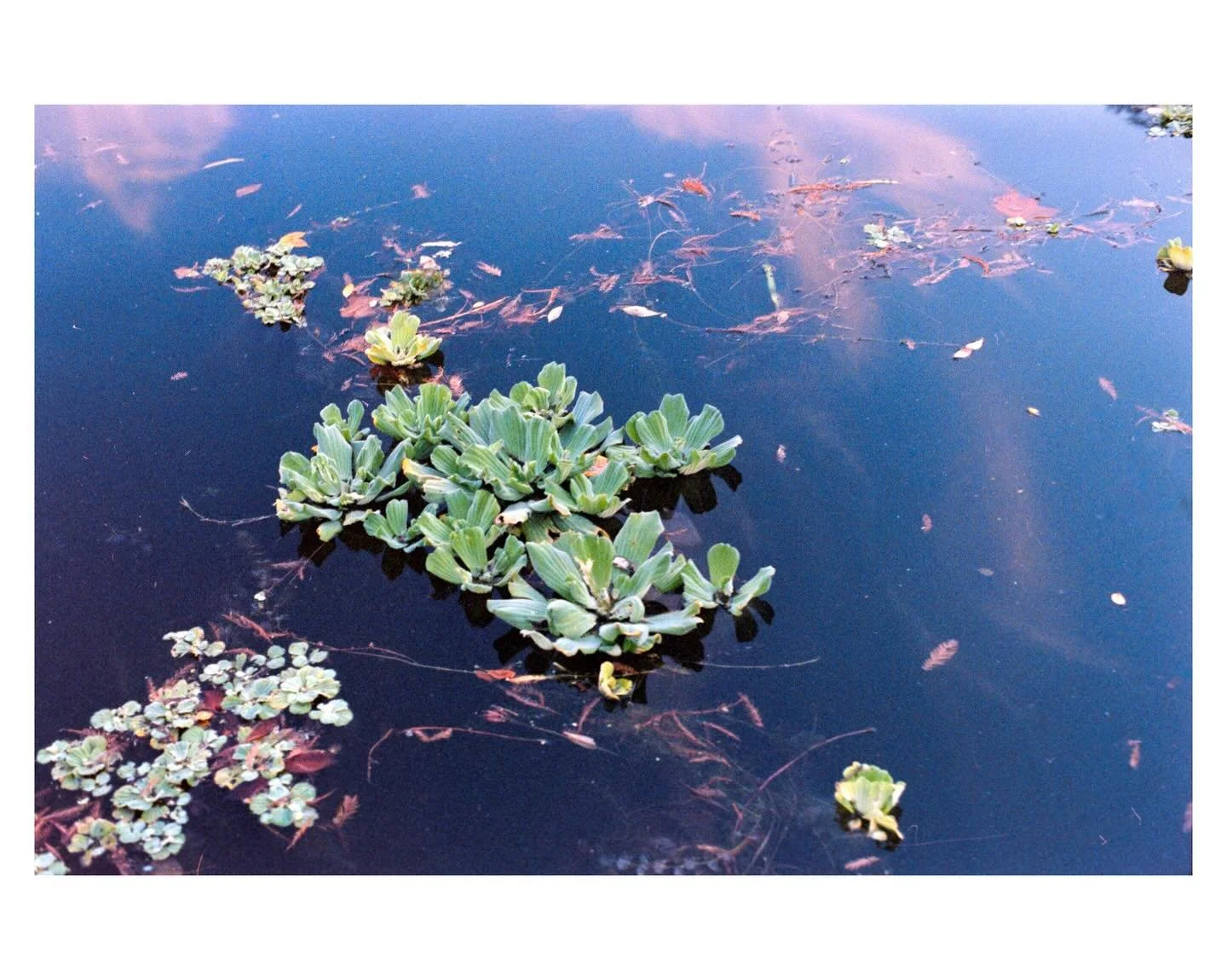 Some of the final memories of 2025
Austin, TX

&mdash;&mdash;
Shot on 35mm Kodak Gold 200, Kodacolor 100, and Cinestill 800T