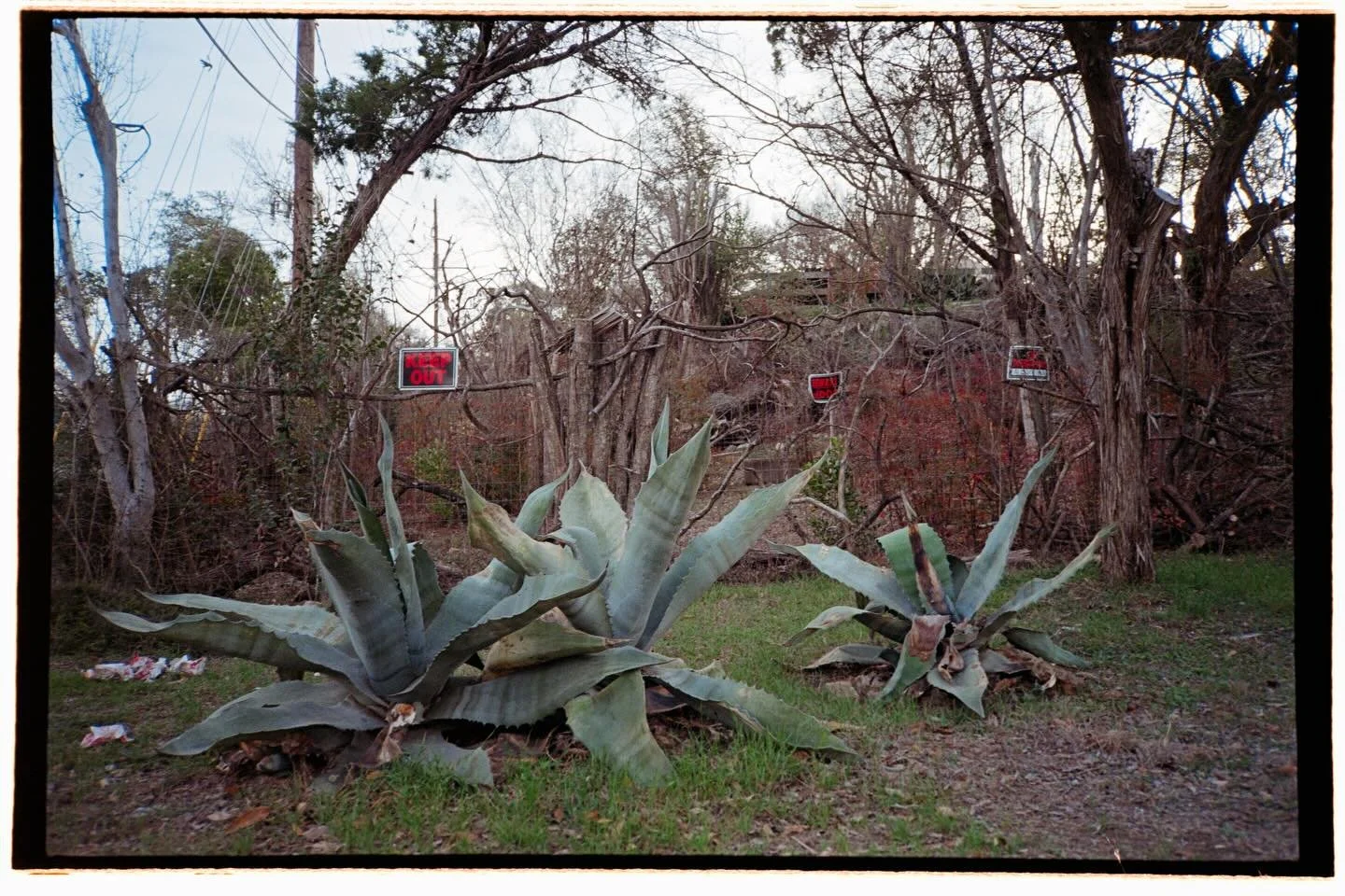 Peace in the foliage that surrounds me
Austin, TX
February 2026

&mdash;&mdash;
Kodak Gold 200, 35mm