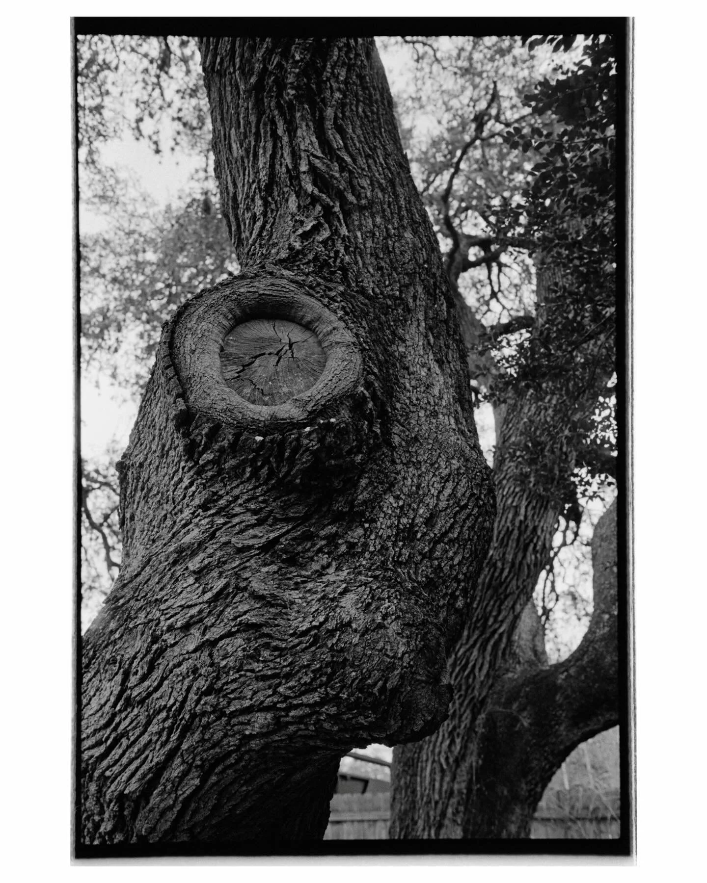 The Live Oak I see every morning.

&mdash;&mdash;
Kodak Tri-X 400 (+2), 35mm