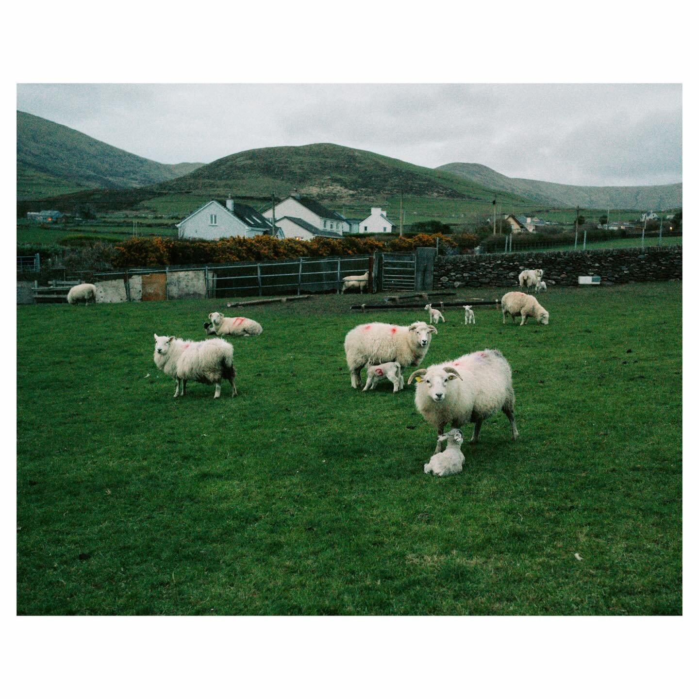 Dingle, Ireland
April 2026