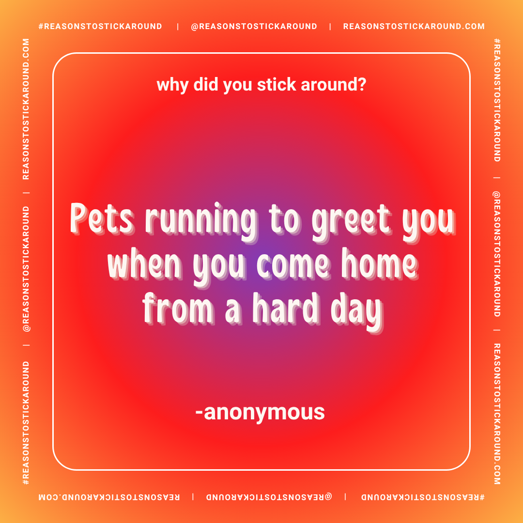 Colorful square graphic with a gradient red, purple, and orange background. White and pink text displays a quote about pets running to greet owners, attributed to an anonymous source. The top asks, "why did you stick around?" The border contains repe