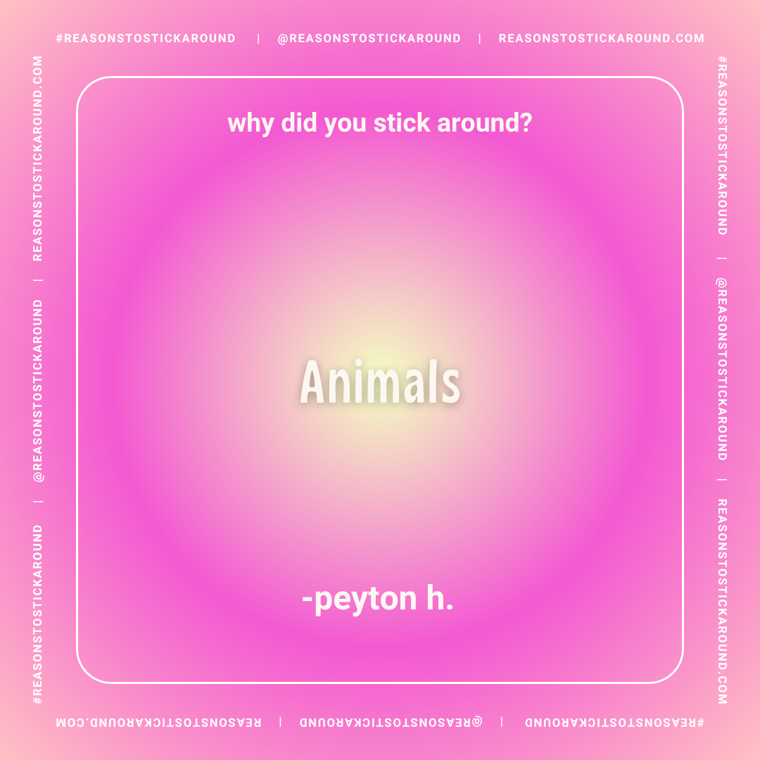 A pink and purple gradient background with white text asking, "why did you stick around?" at the top, the word "Animals" in the center, and "-peyton h." at the bottom. The border has the website and social media handle details.