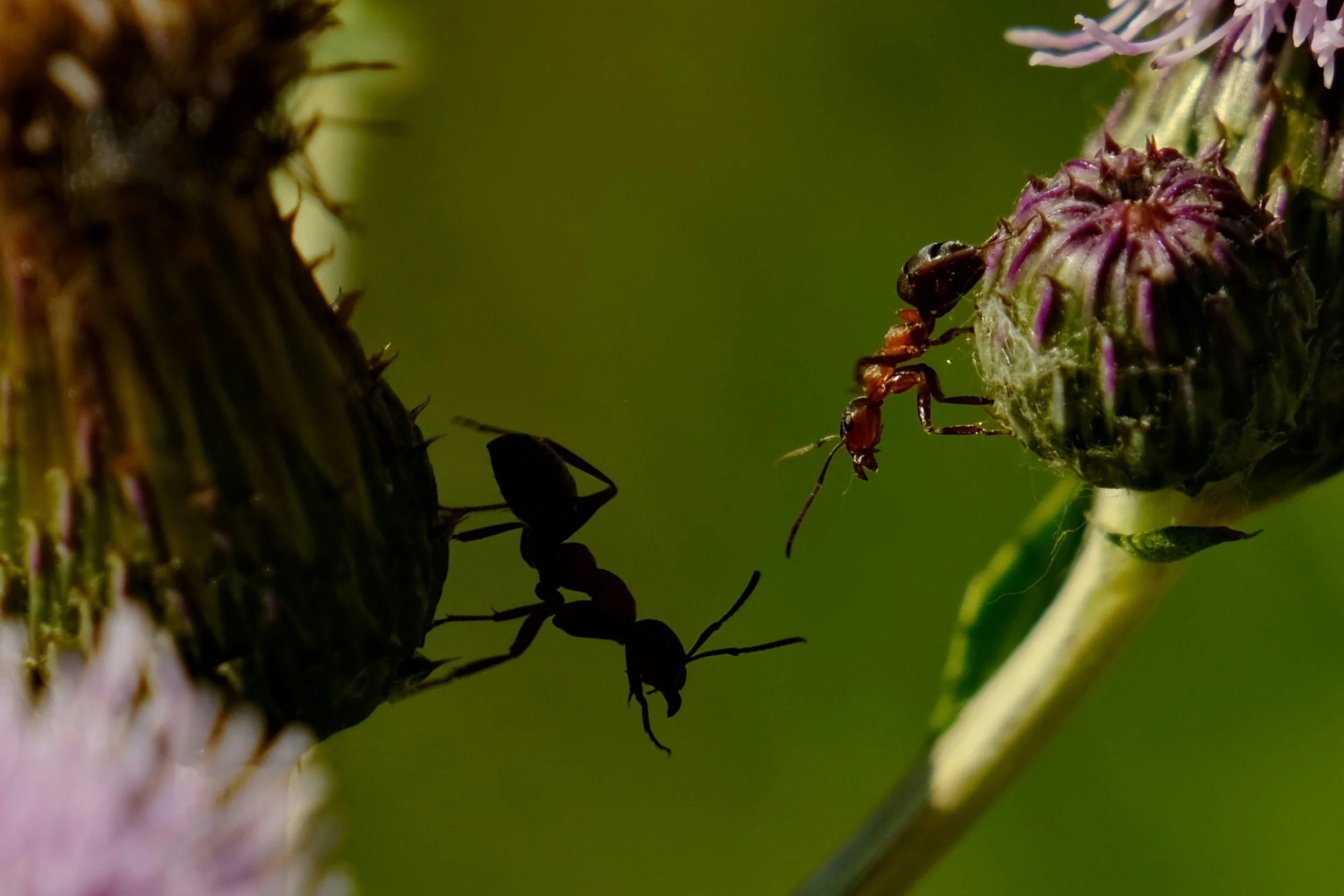 Two black ants on a thistle flower with purple buds, one of which has a smaller ant on it, against a green blurred background.