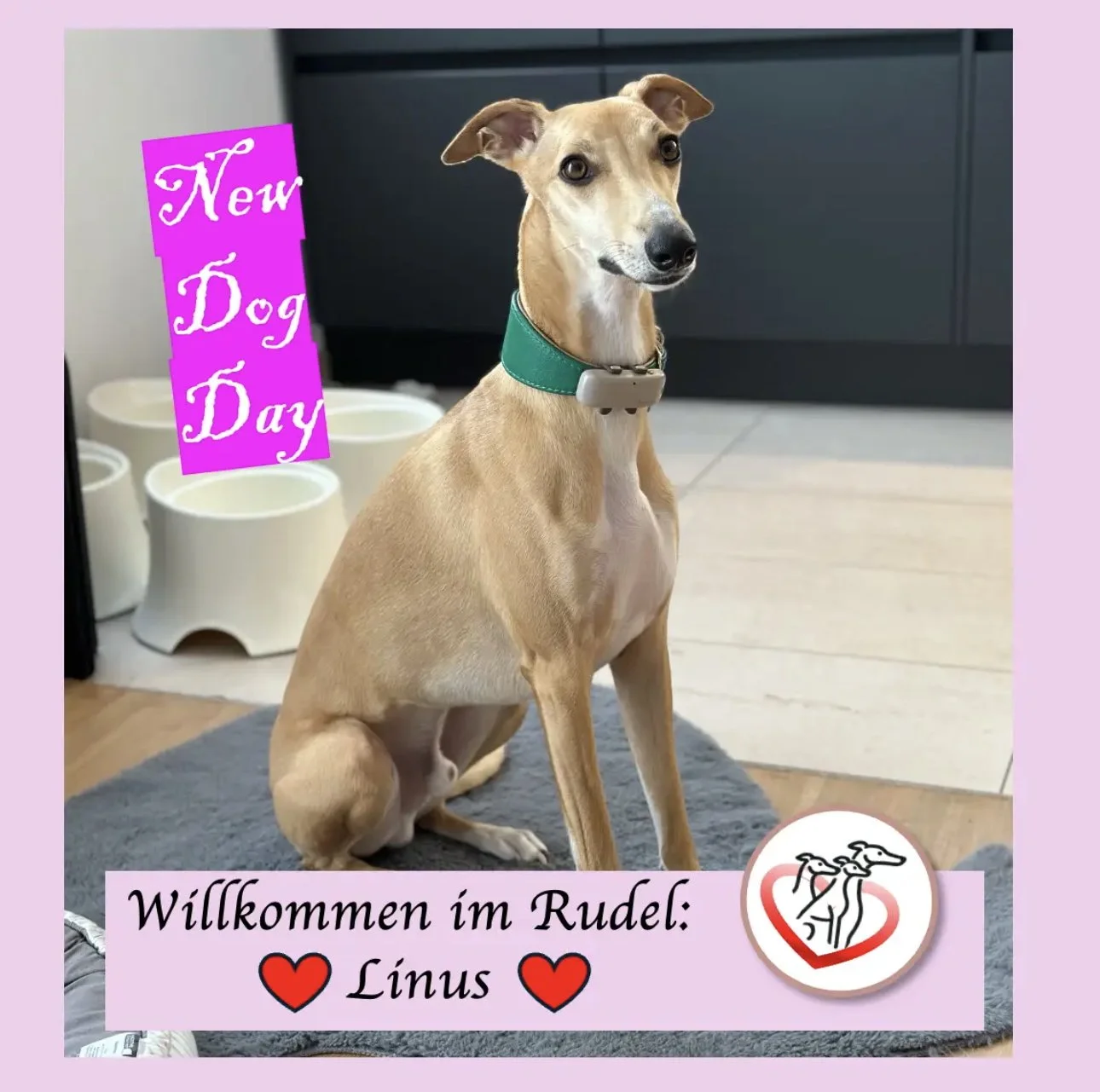 Neu im Rudel: Linus der Whippet