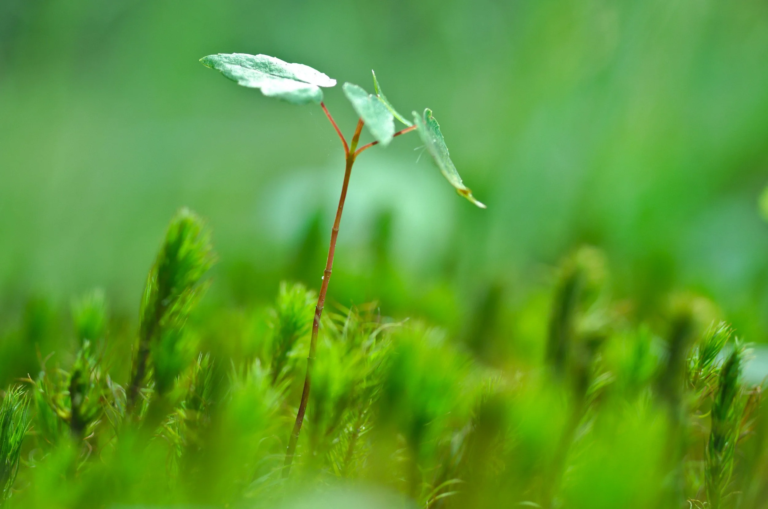 Close-up of a small green plant sprouting in a lush green environment.