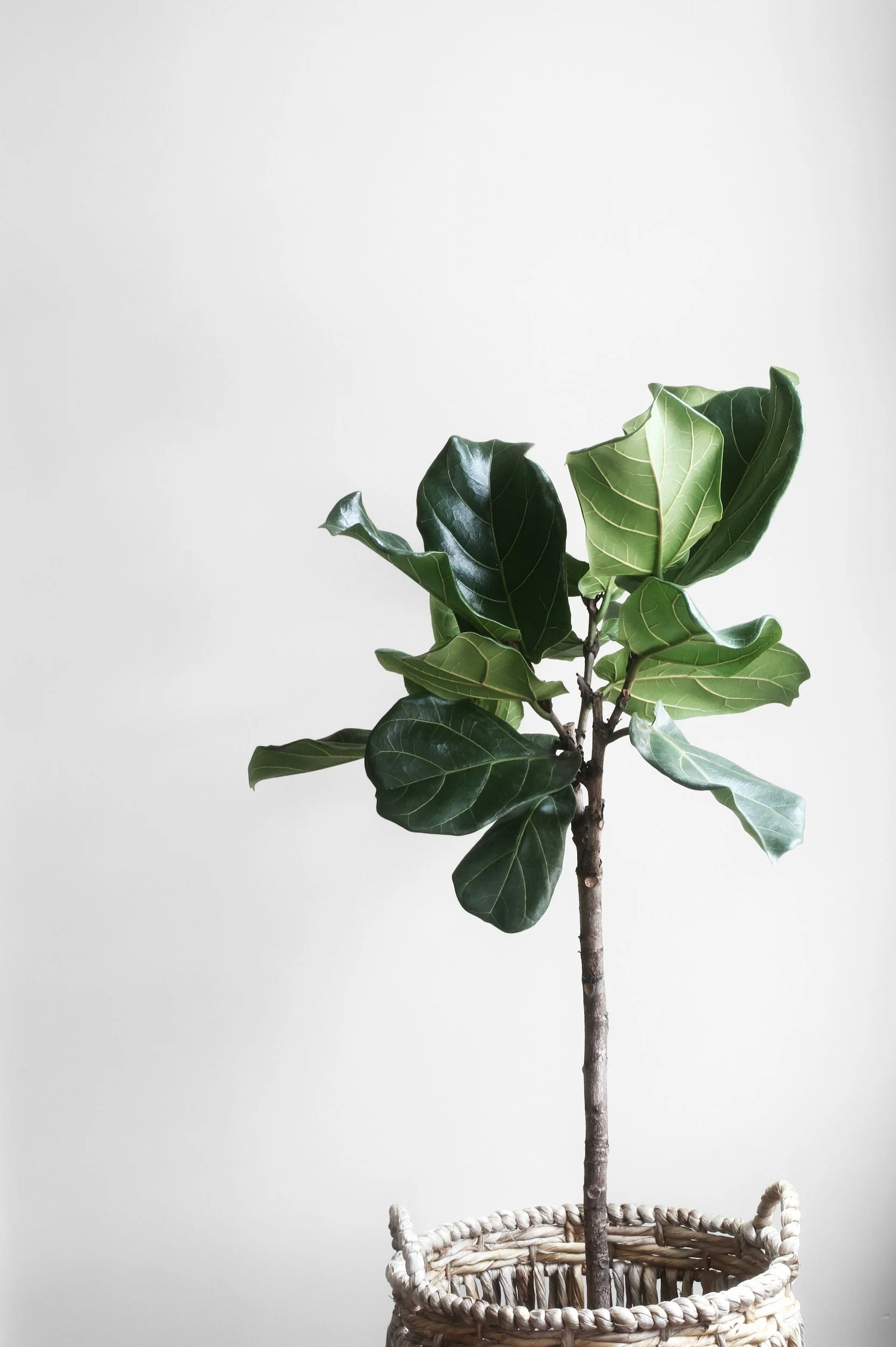 A potted young ficus plant with broad green leaves in a woven basket on a plain background.
