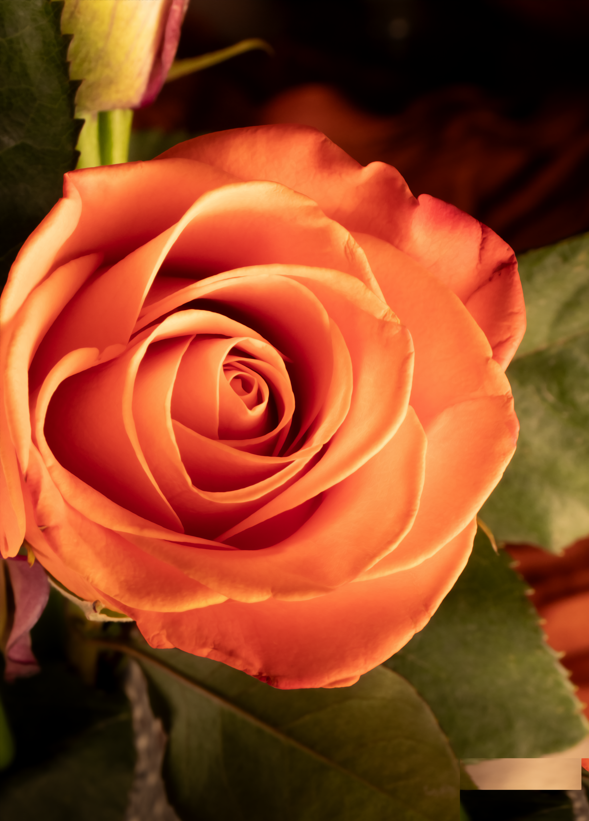 Close-up of an orange rose flower with green leaves in the background. Photographed by Drink Flow Media Studio