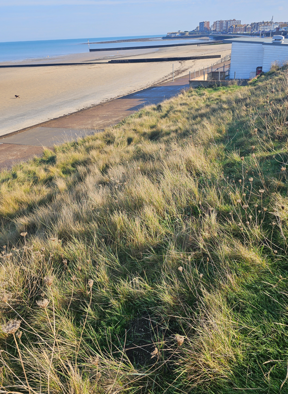 A curving beach and coastline of the North Kent coast with a wild sea meadow of grasses in the foreground and a town in the background near Margate on the north Kent coast.