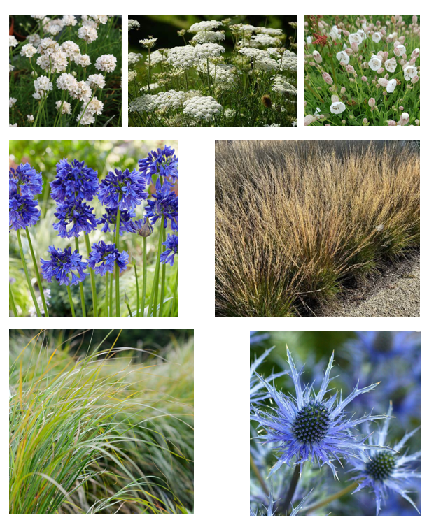 A planting mood board of a James Innes Design coastal garden showing blue flowers, textural grasses, and white coastal shrubs near Margate on the north Kent coast.