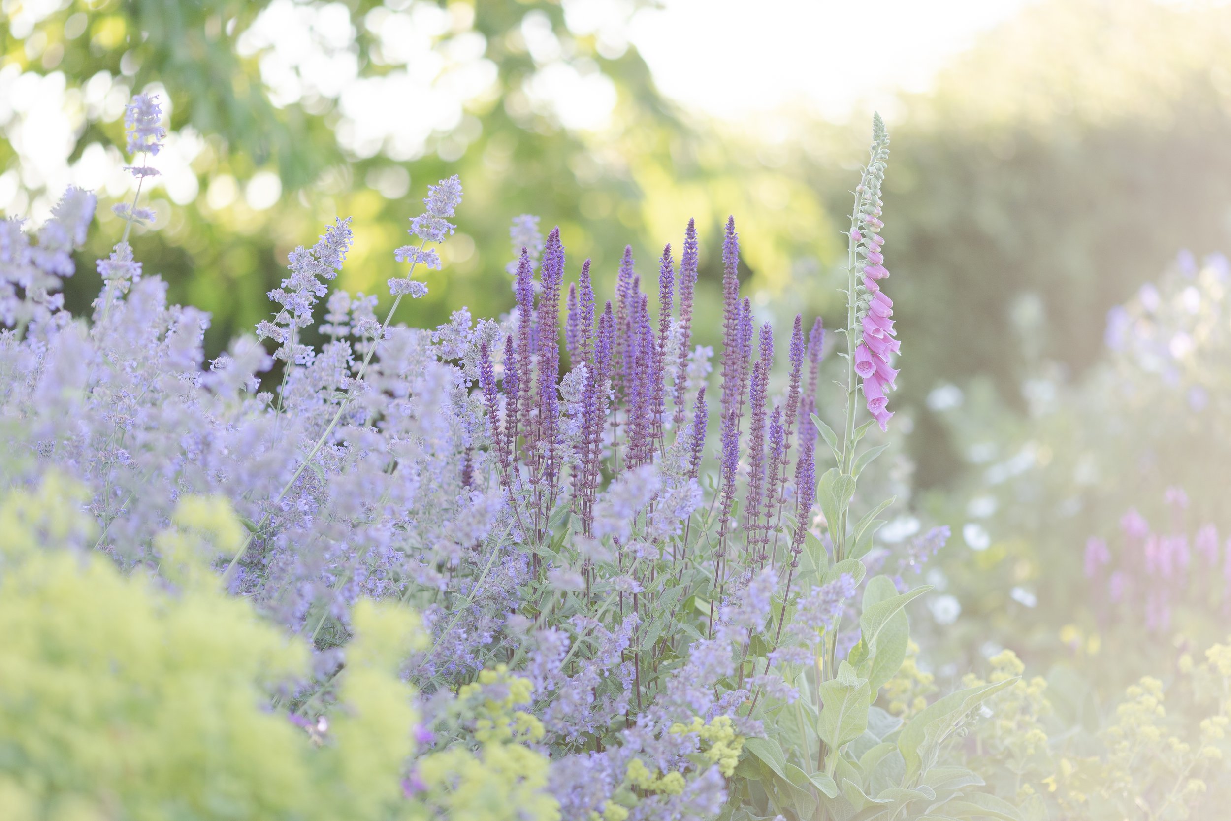 Planting of grasses, veronica and wild carrot.