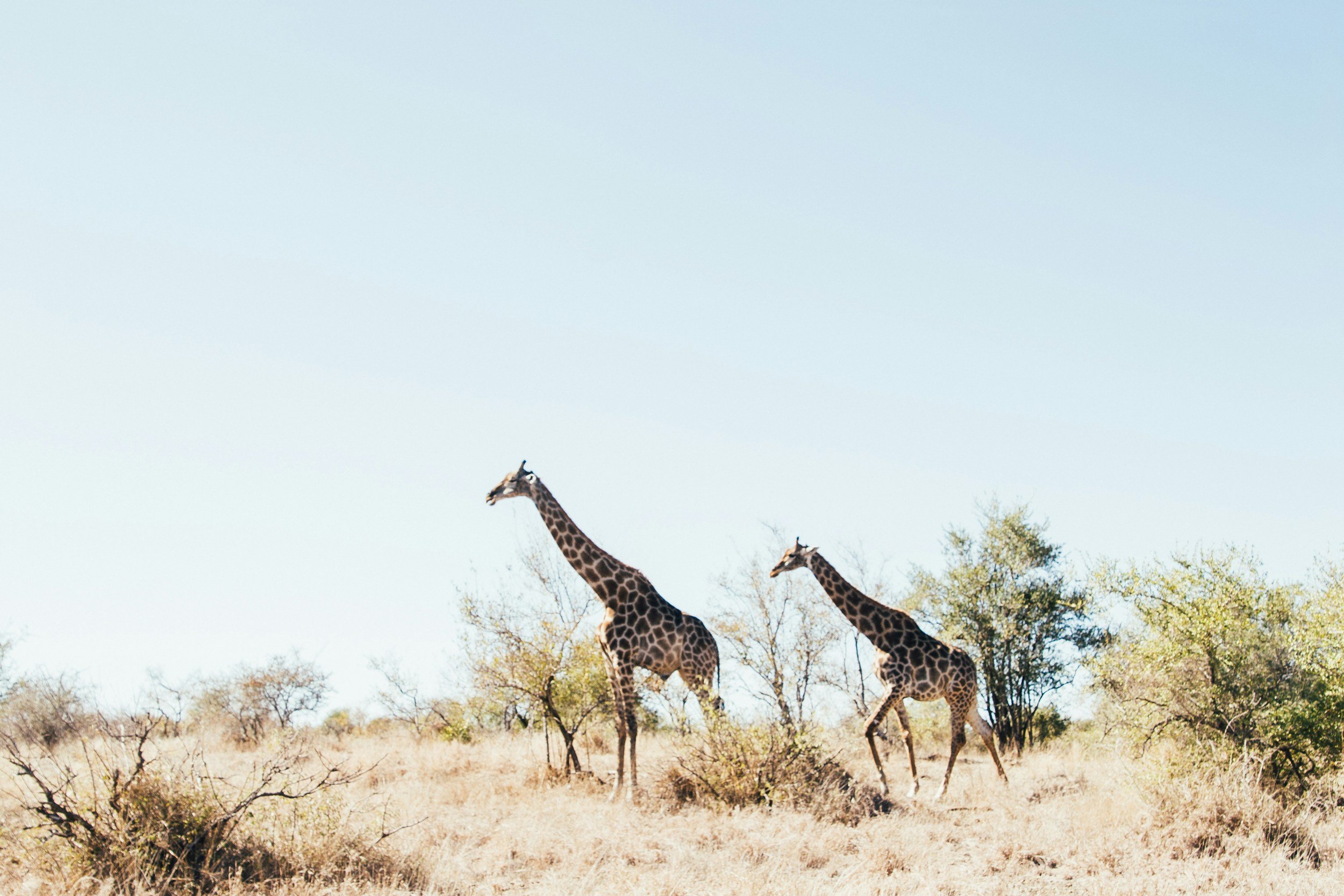 unsplash-image-kdTjNVs0wQ8.jpg