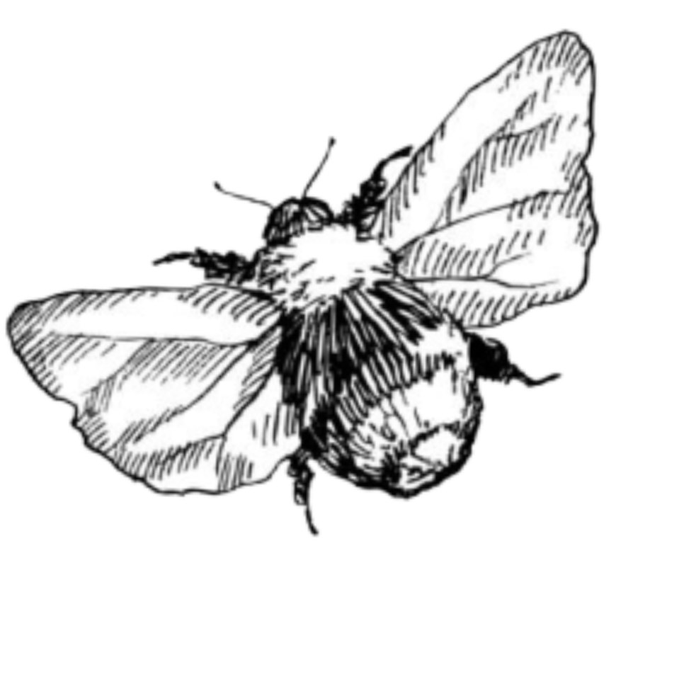 Black and white illustration of a bumblebee with detailed wings and fuzzy body.