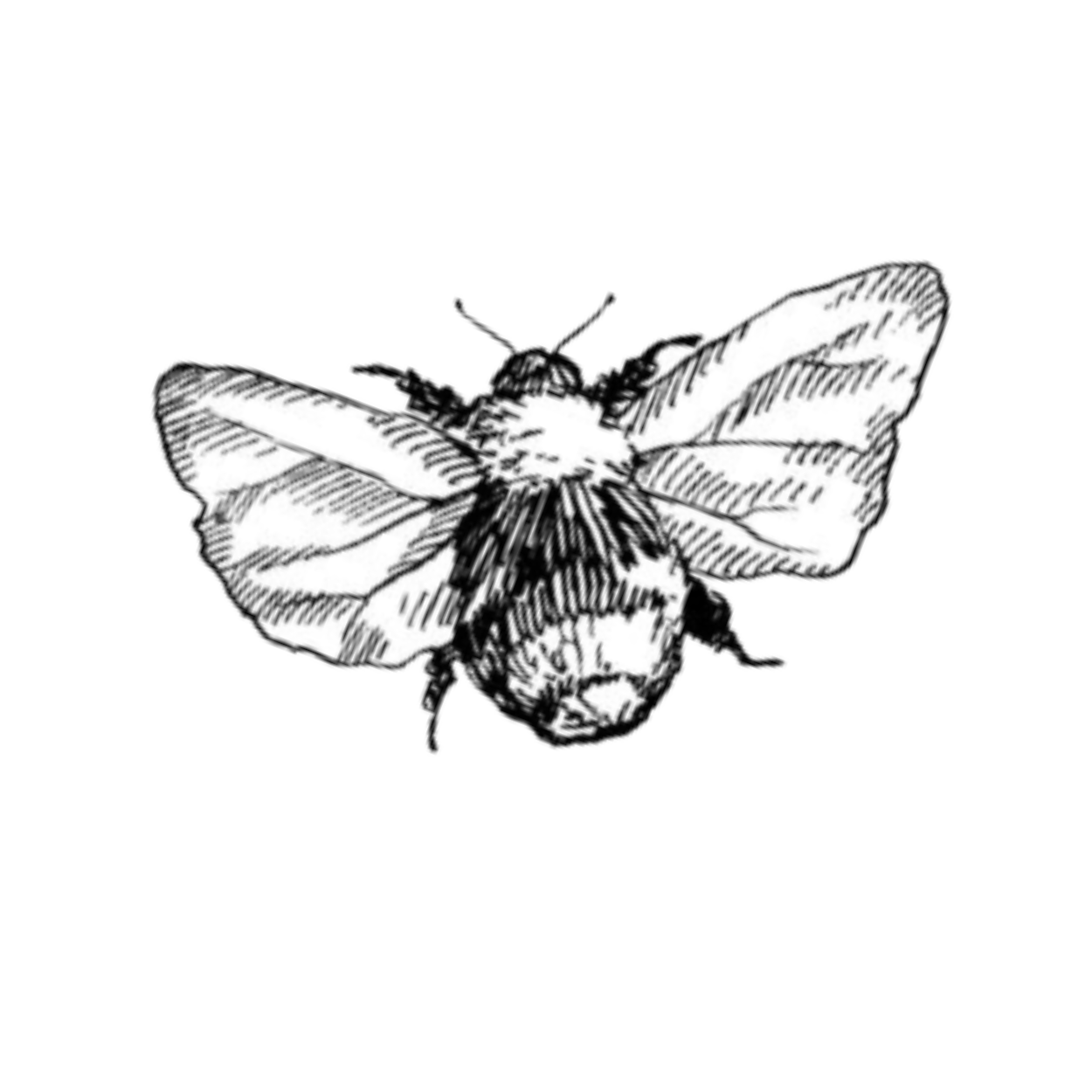 Black and white sketch of a bee with detailed wings and body