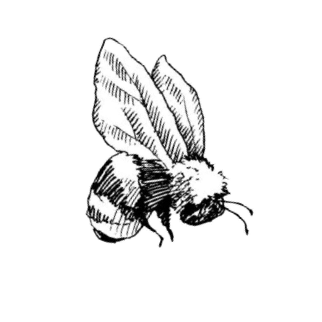 Black and white illustration of a bee with detailed wings and fuzzy body.