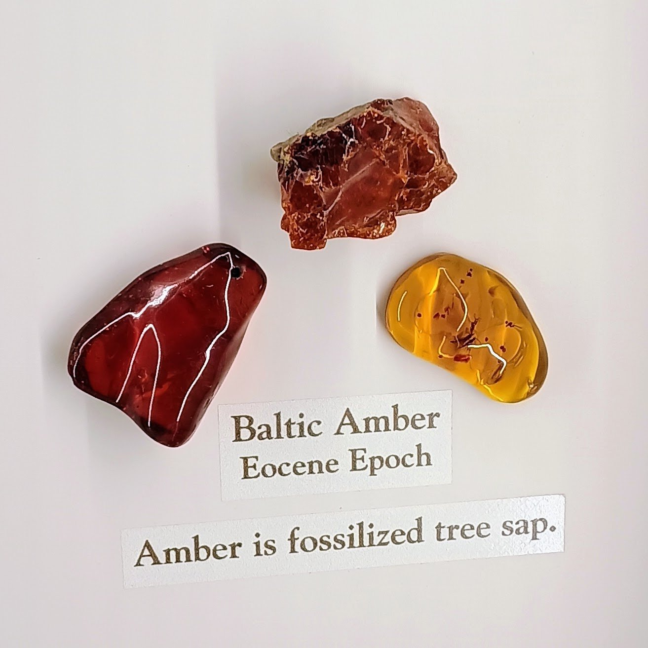 Image shows three pieces of amber with a label: Baltic Amber, Eocene Epoch. Amber is fossilized tree sap.