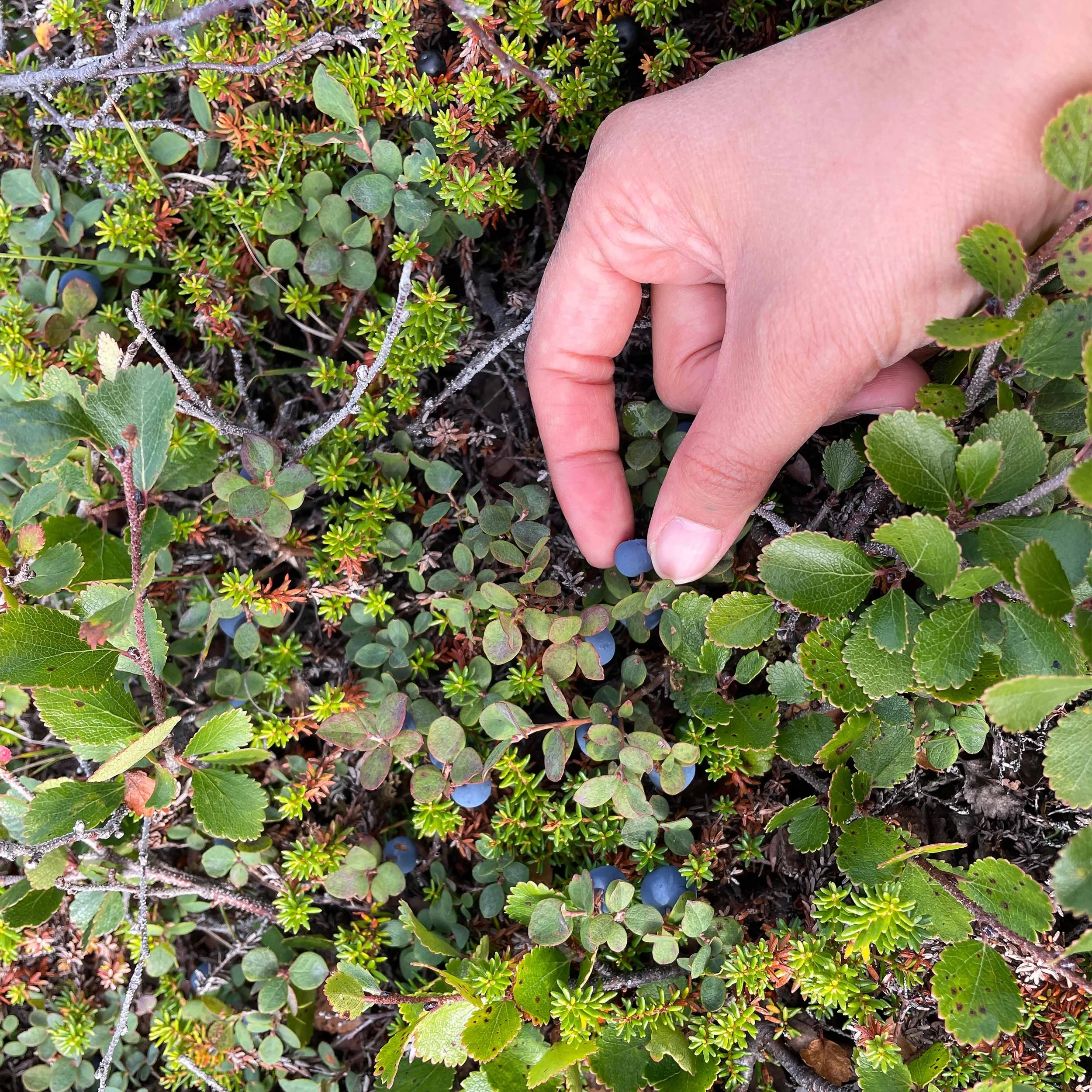 berry picking. and hey! its a blueberry.