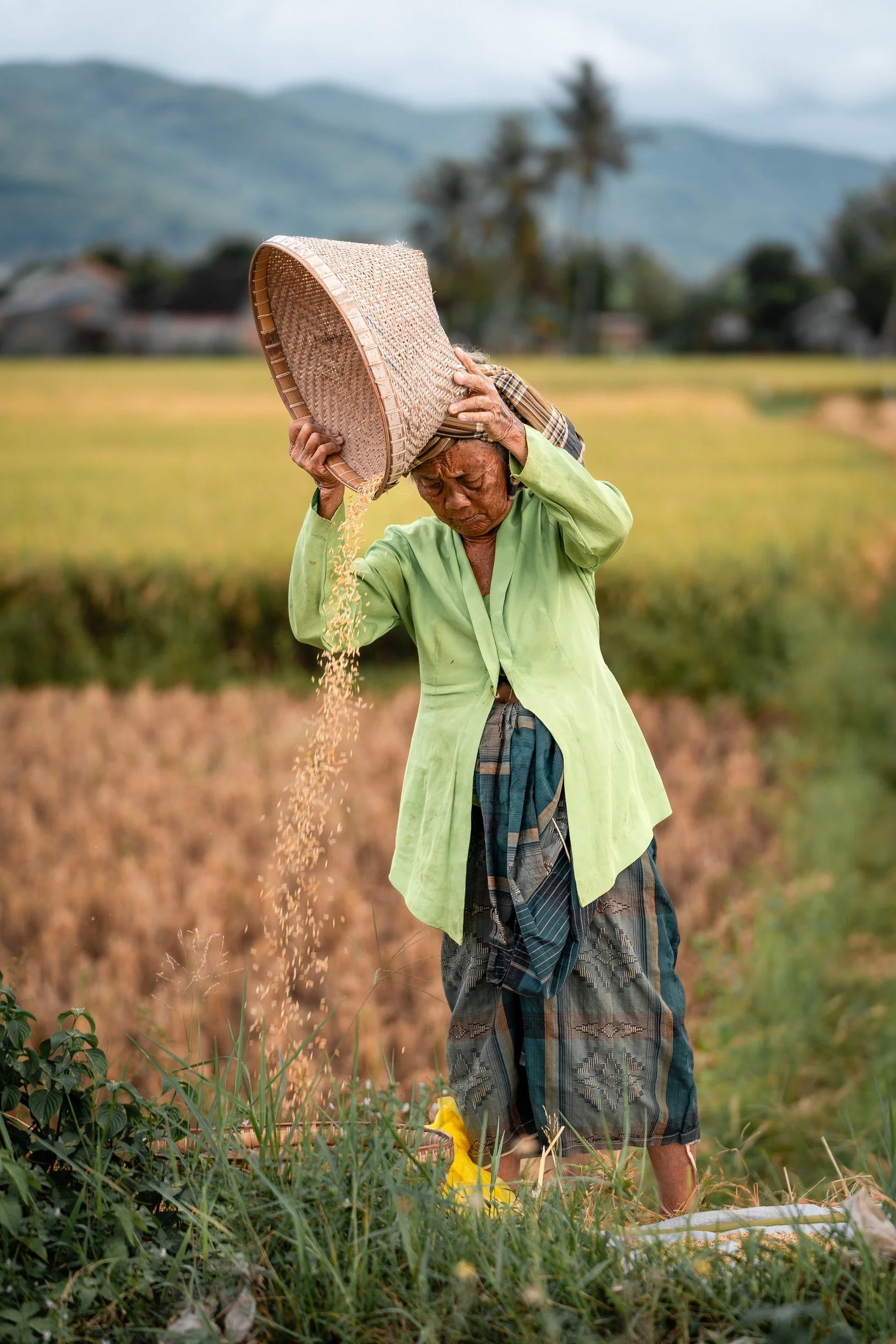 harvest-lombok-indonesia.jpg
