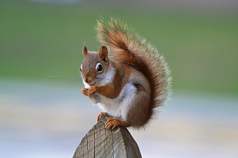 Jan 2-3 2026: A Squirrel Named Lisbon