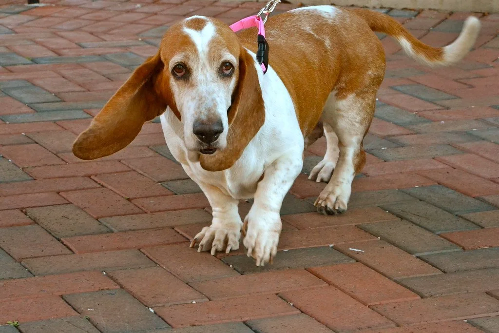 The Floppy Ears of a Dog