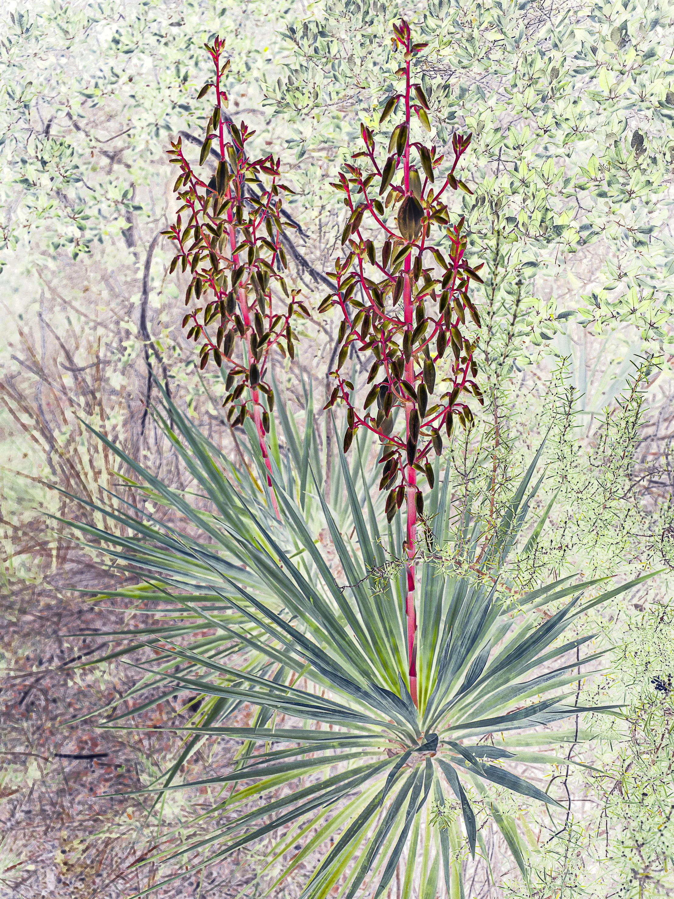 E Homme Végétal 23 12 25.jpg