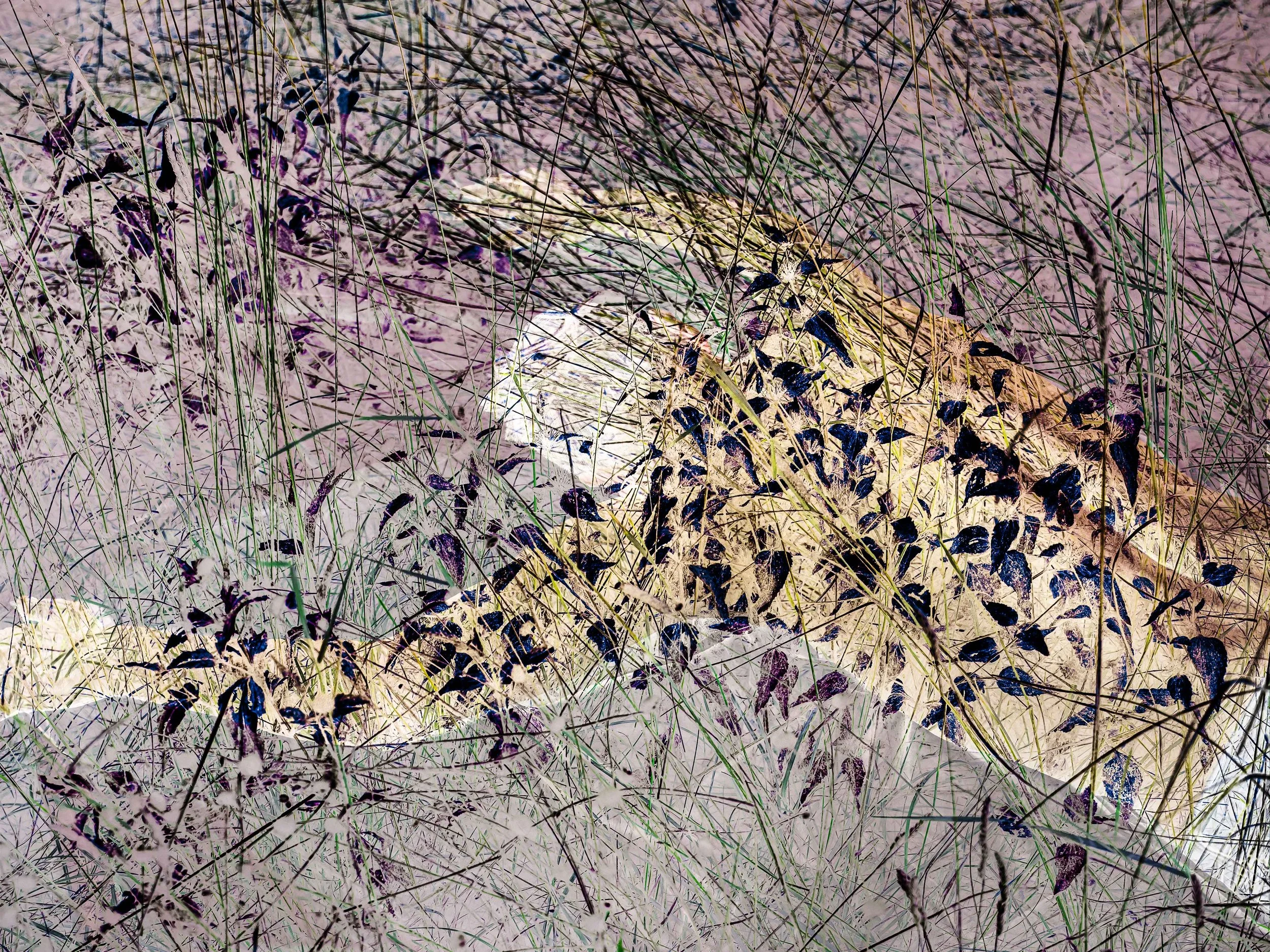 O Homme Végétal 07 01 26-7.jpg