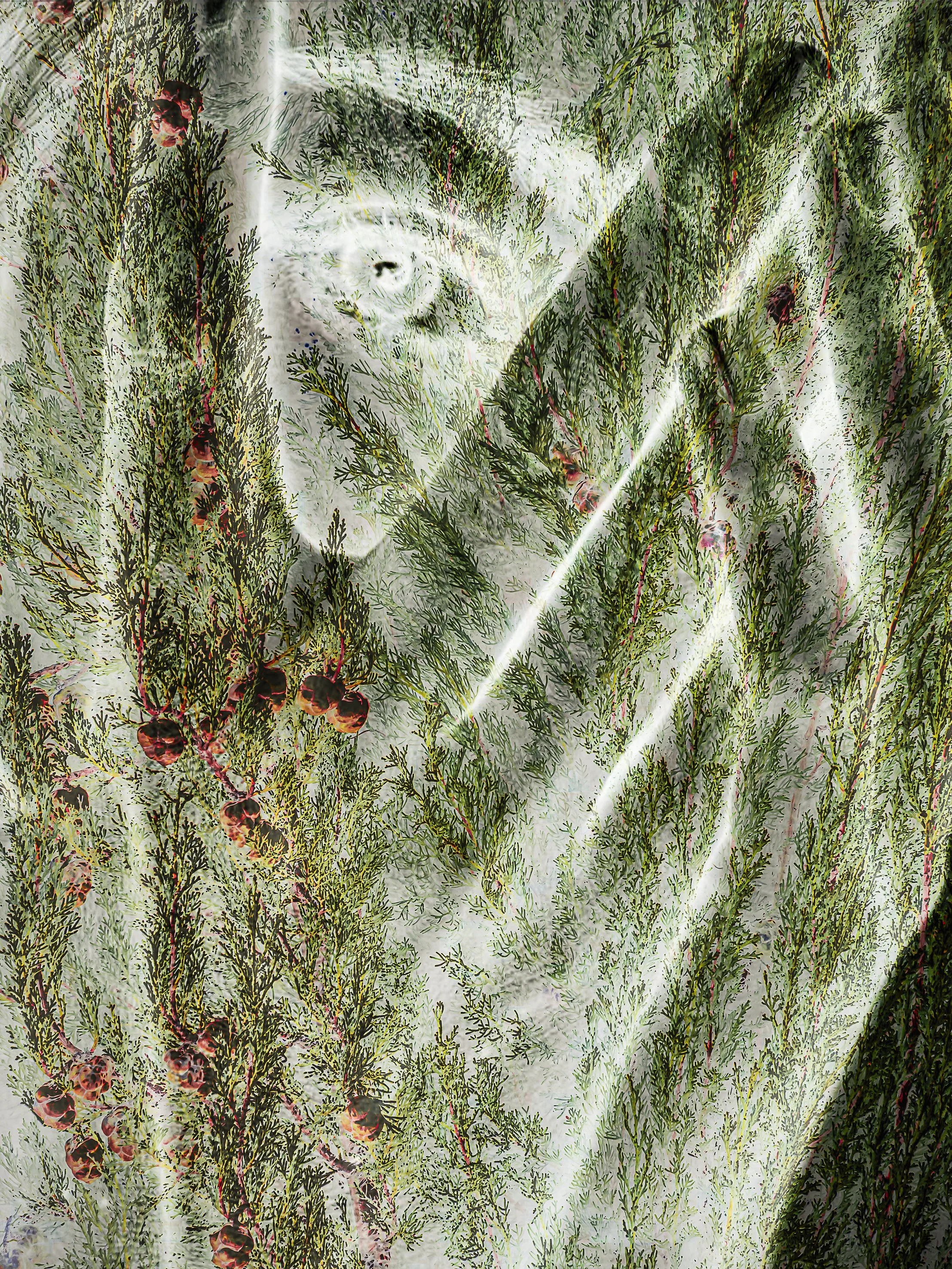 H Homme Végétal 23 12 25-5.jpg