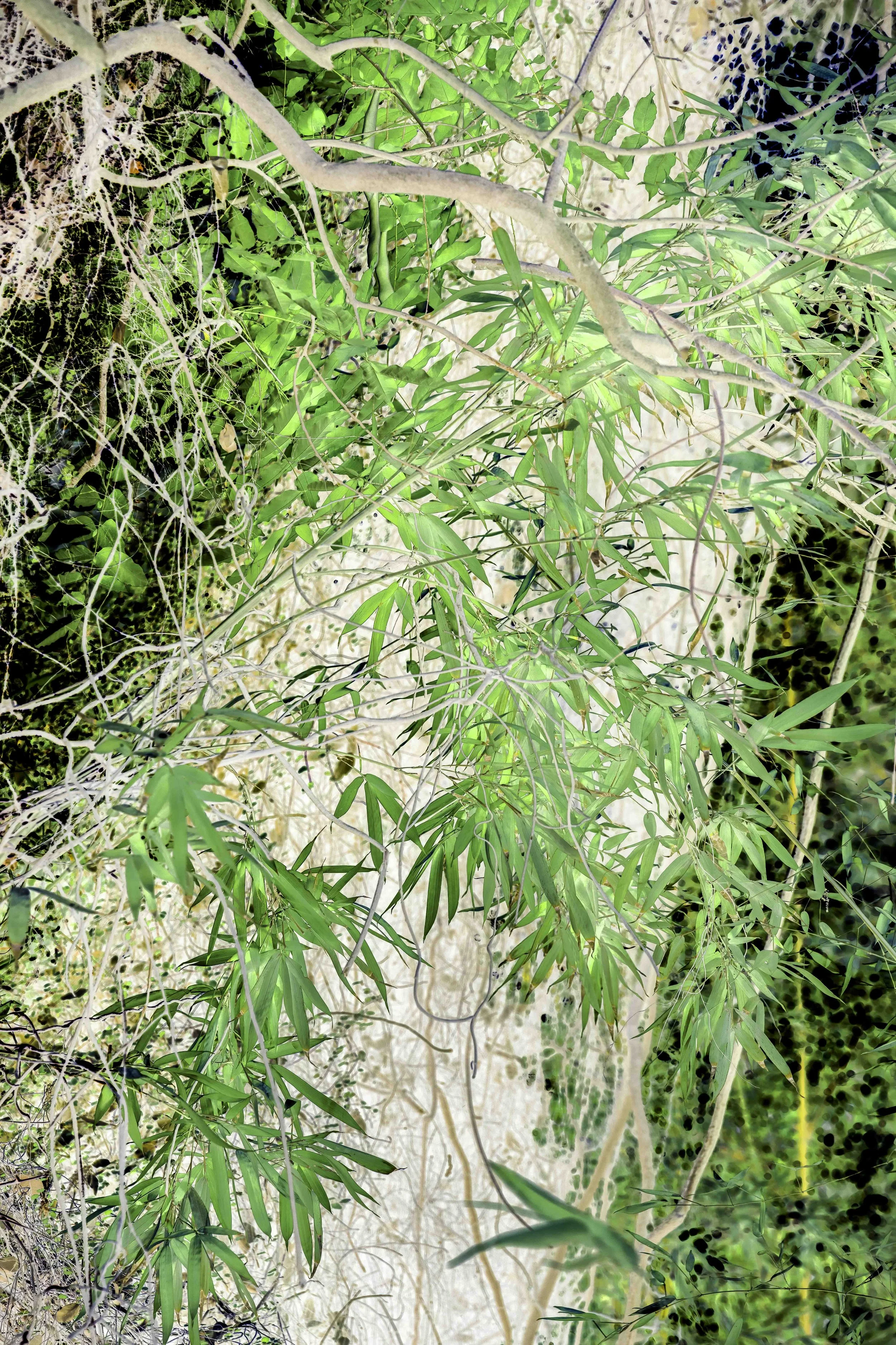 j2Vitalité végétale 11 8 25 y-3.jpg