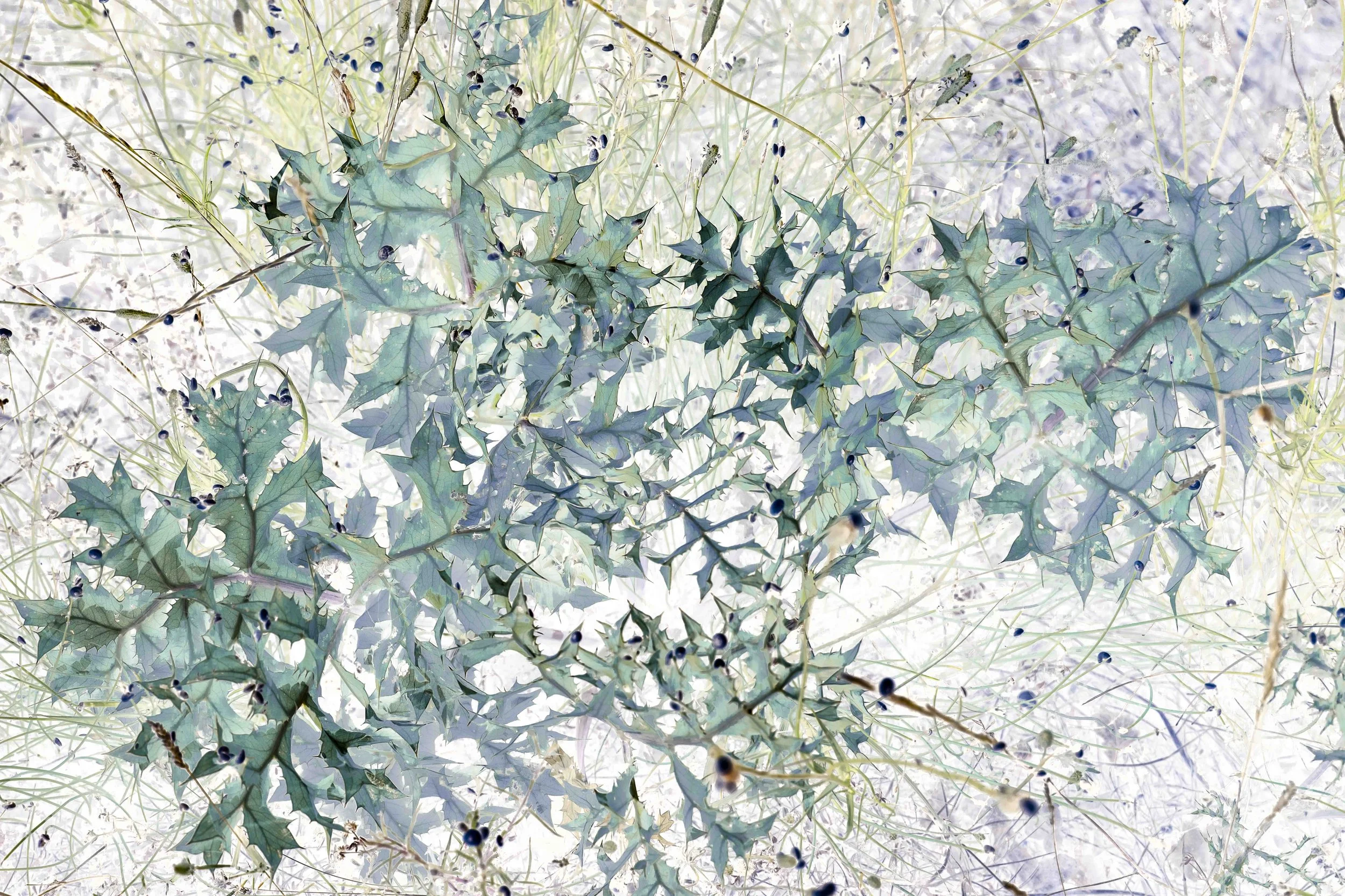 eVitalité végétale 11 8 25-5.jpg