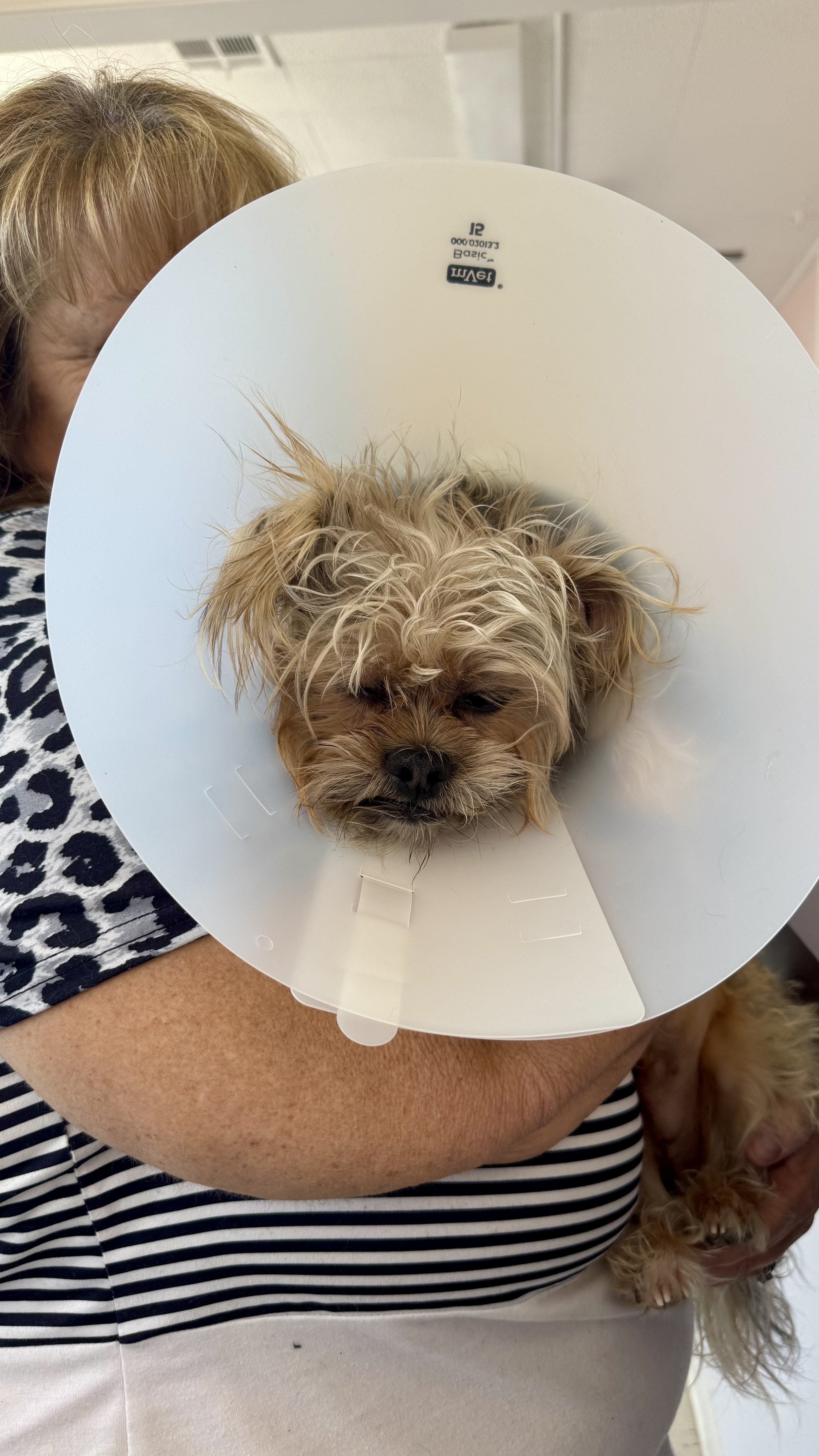 SPAY/NEUTER CLINIC Panorama City