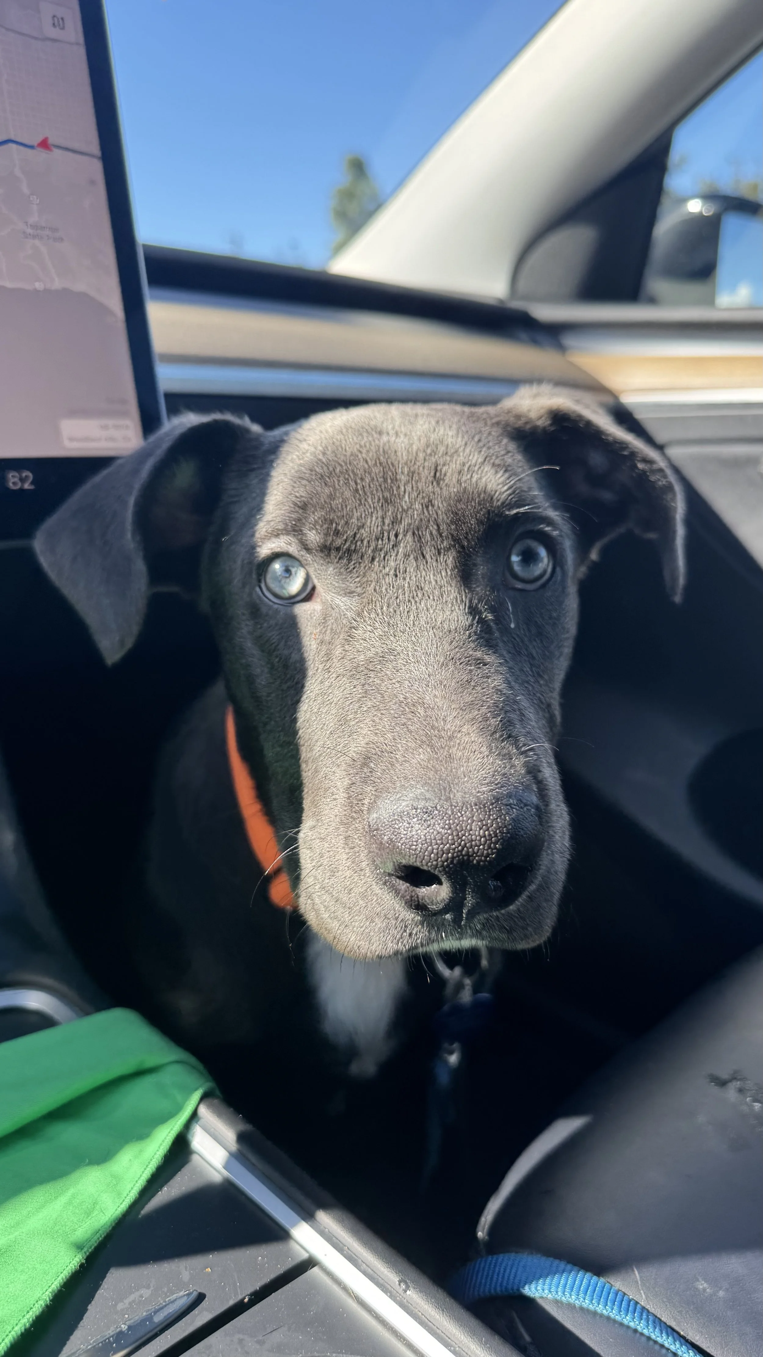 Low cost Spay & Neuter clinic Panorama City 