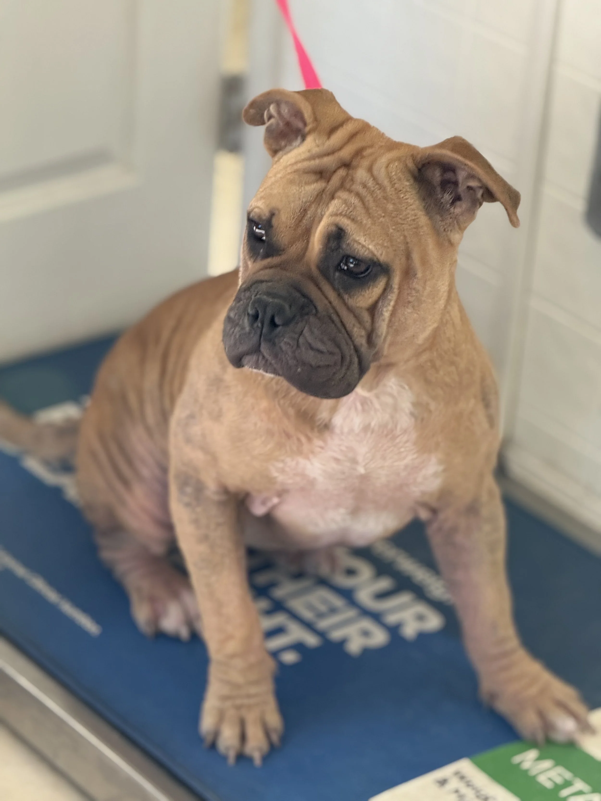 Spay and Neuter Clinic Porterville - 50 dogs