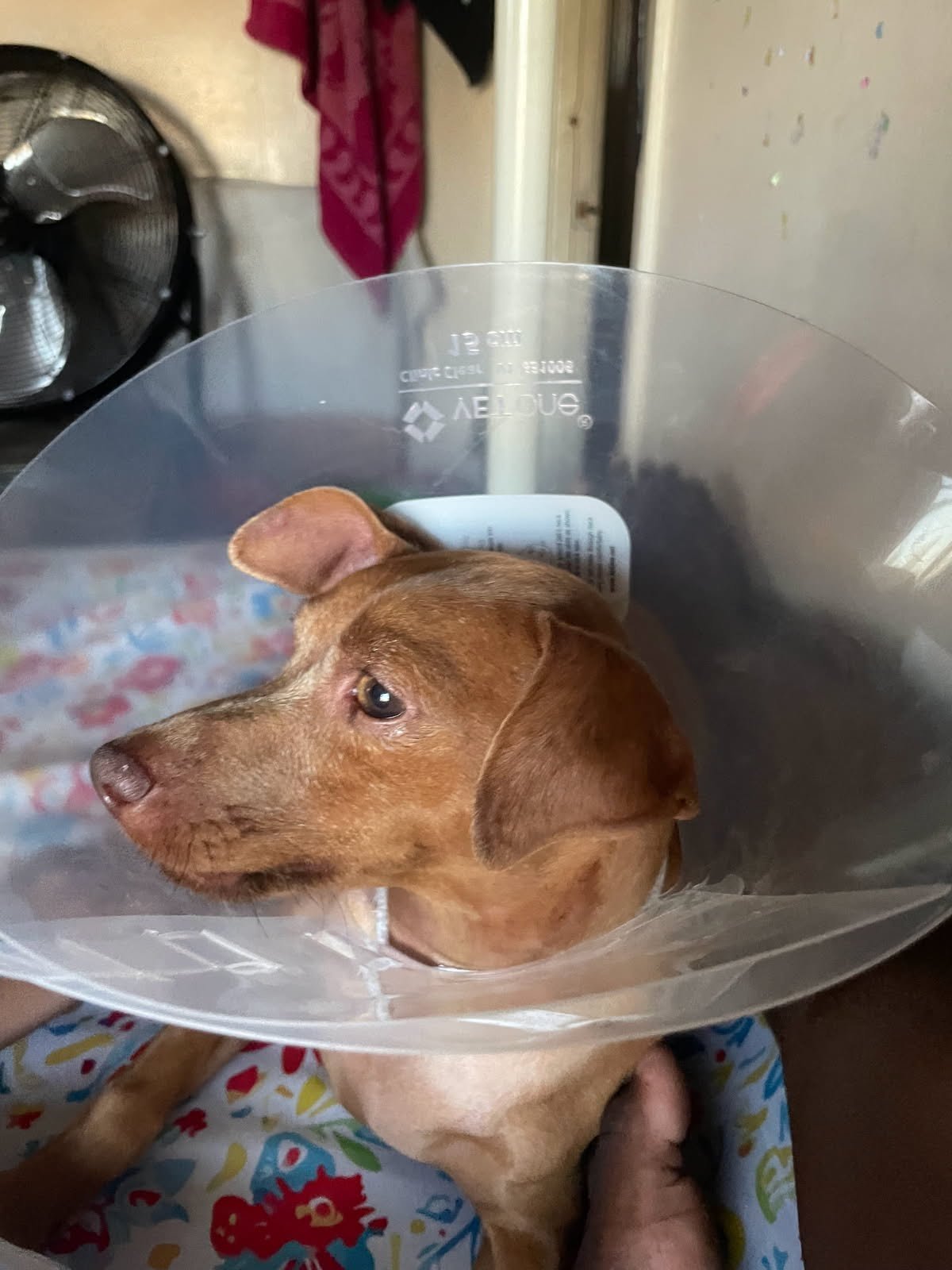 BARC January clinics - Jan 11 and Jan 25