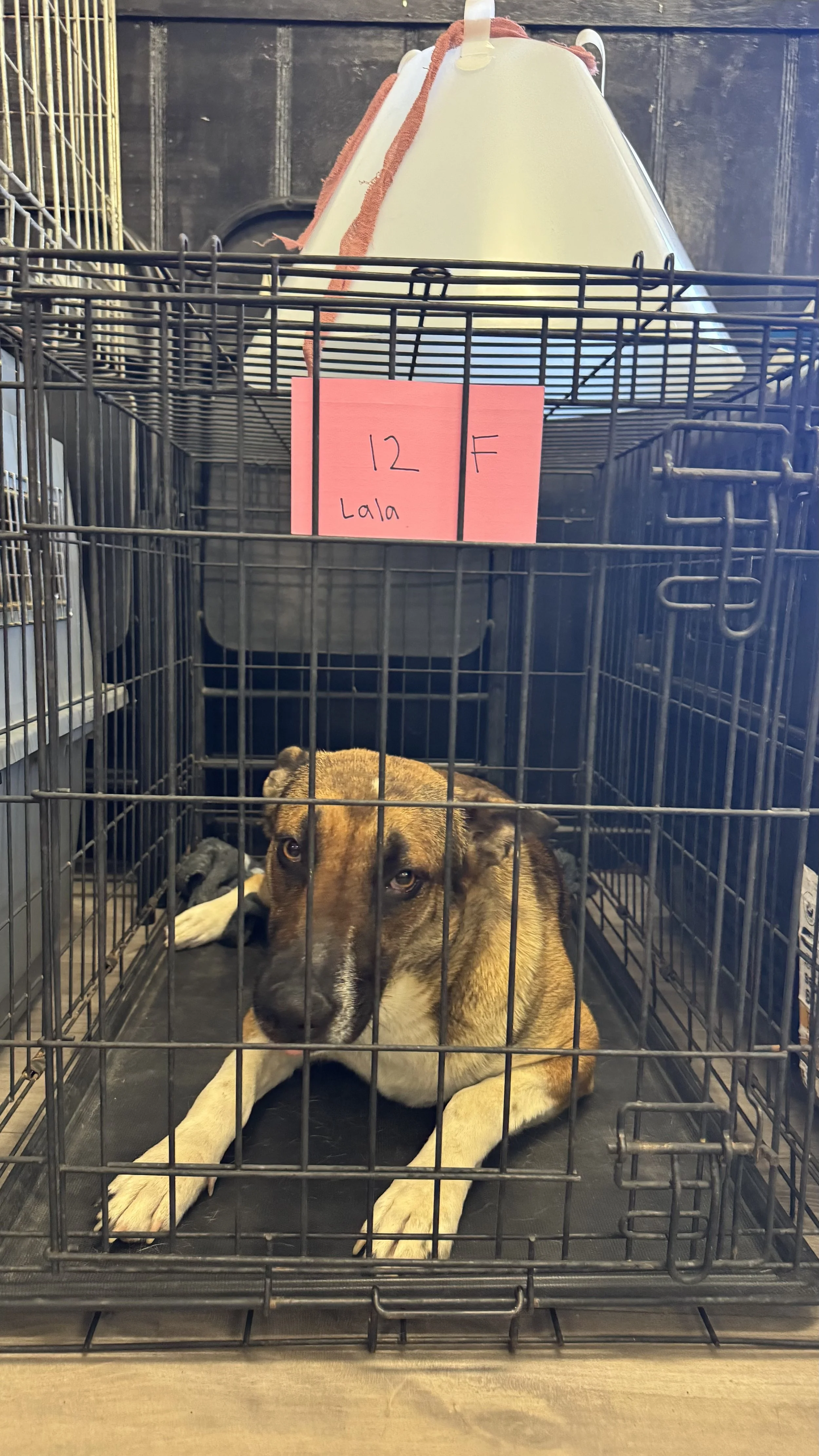 The forgotten dogs in Perris