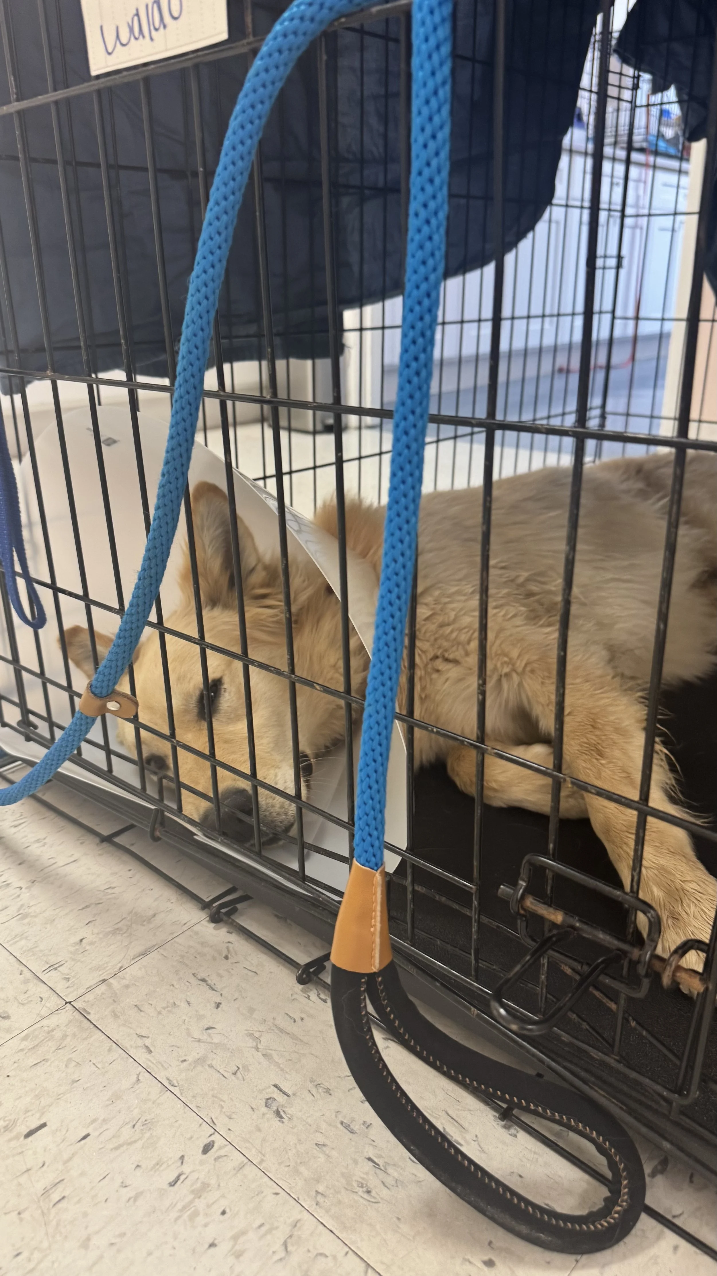 BARC in Barstow - 25 spots filled 