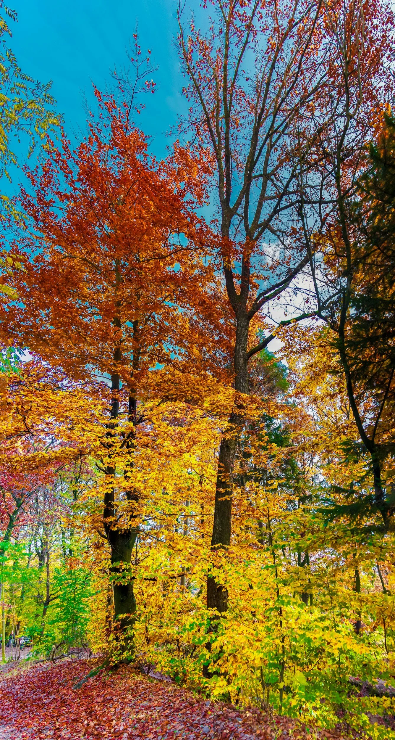 Colorful autumn trees with orange, yellow, and red leaves in a park.