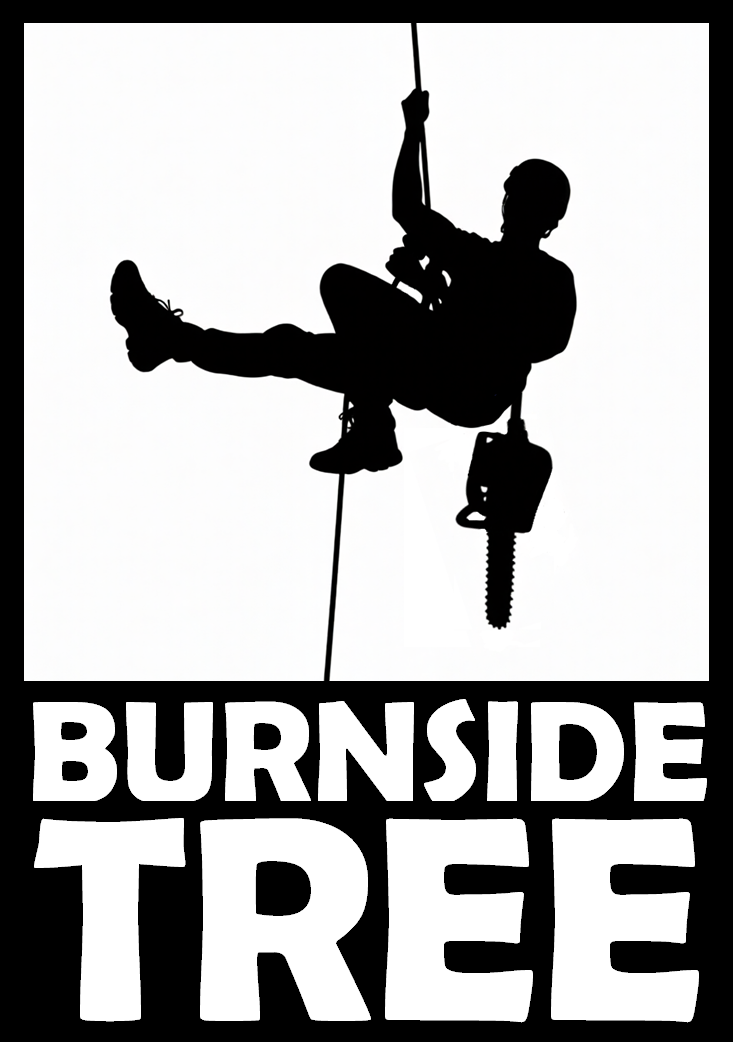 BURNSIDE TREE