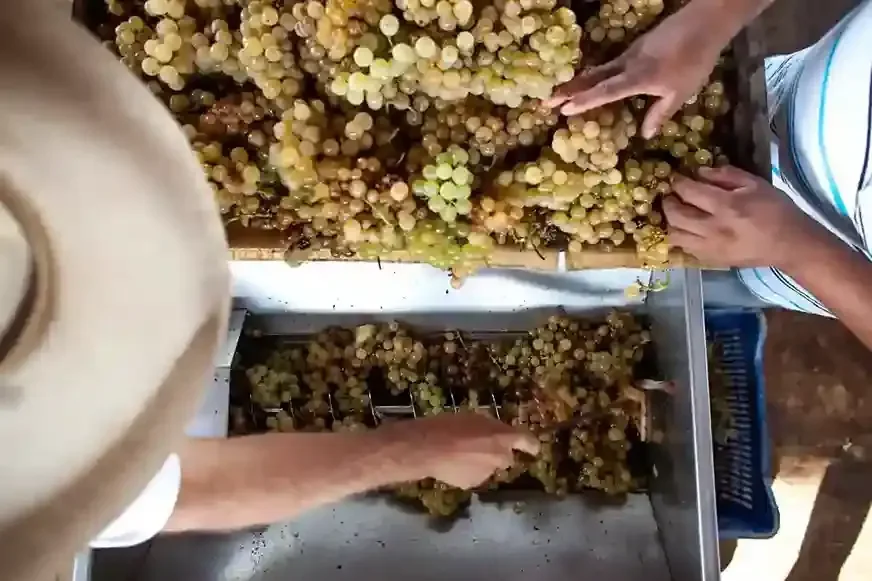 Pisco: The Soul of the Andes