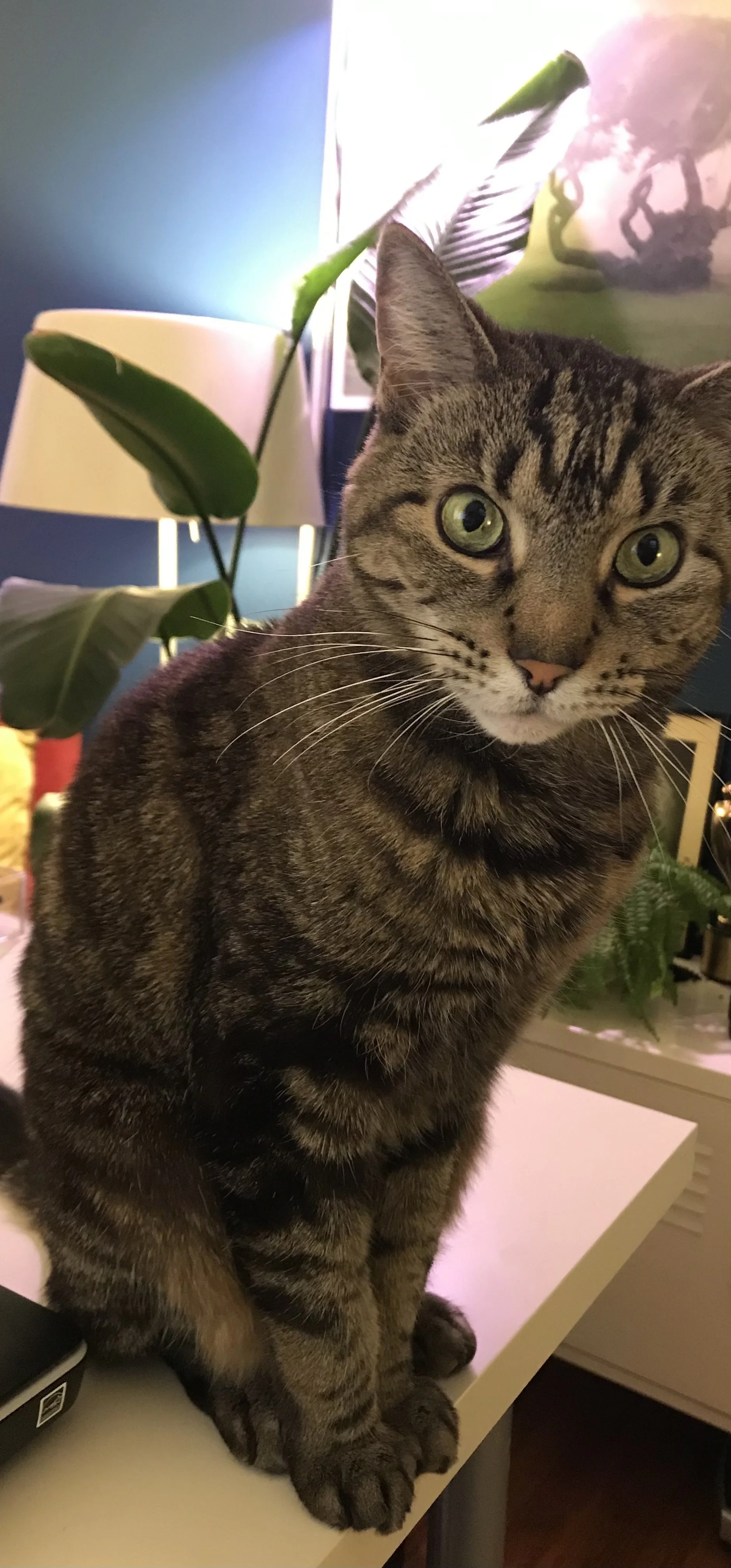 How the Pandemic Changed Our Cat