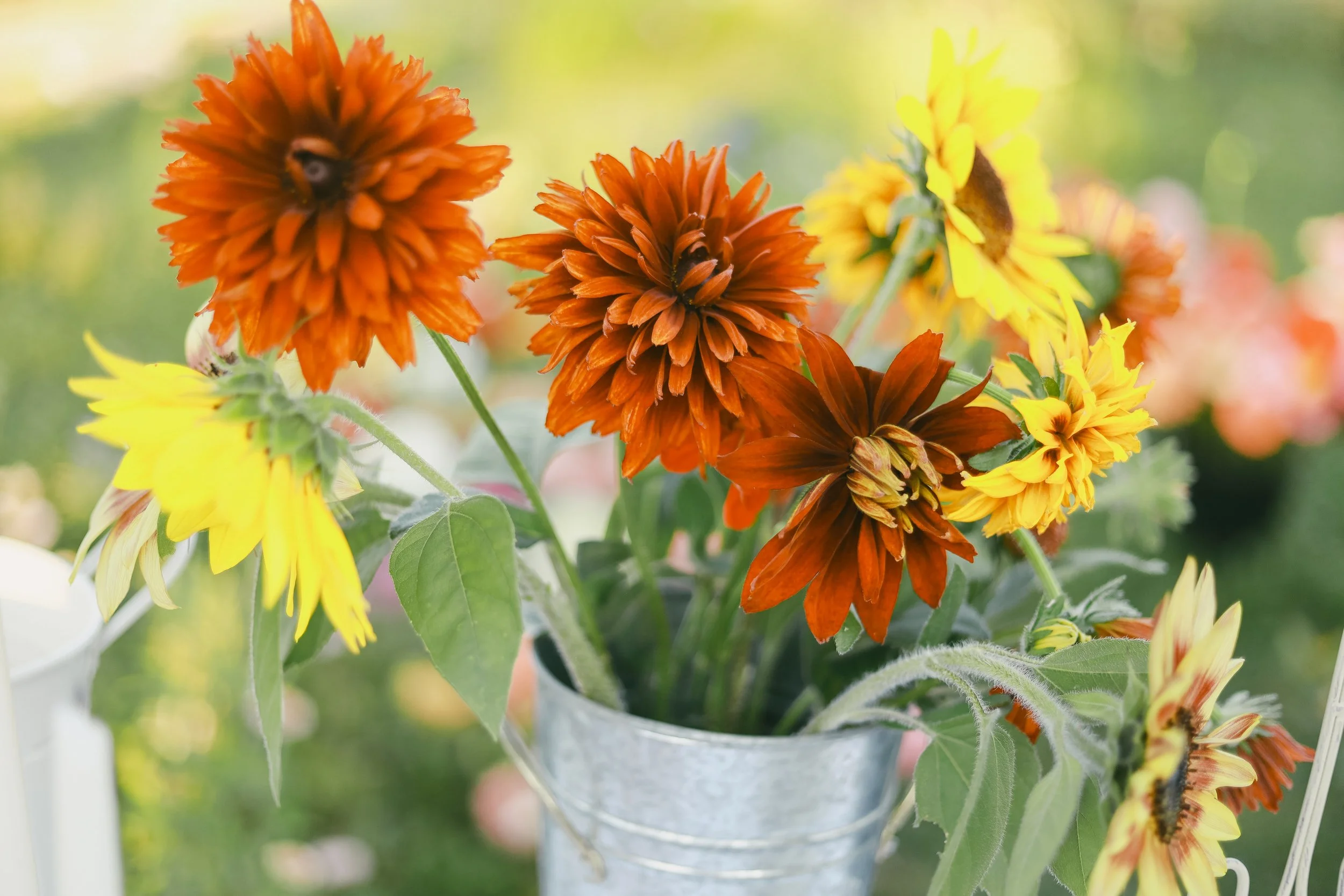 How to care for flowers.