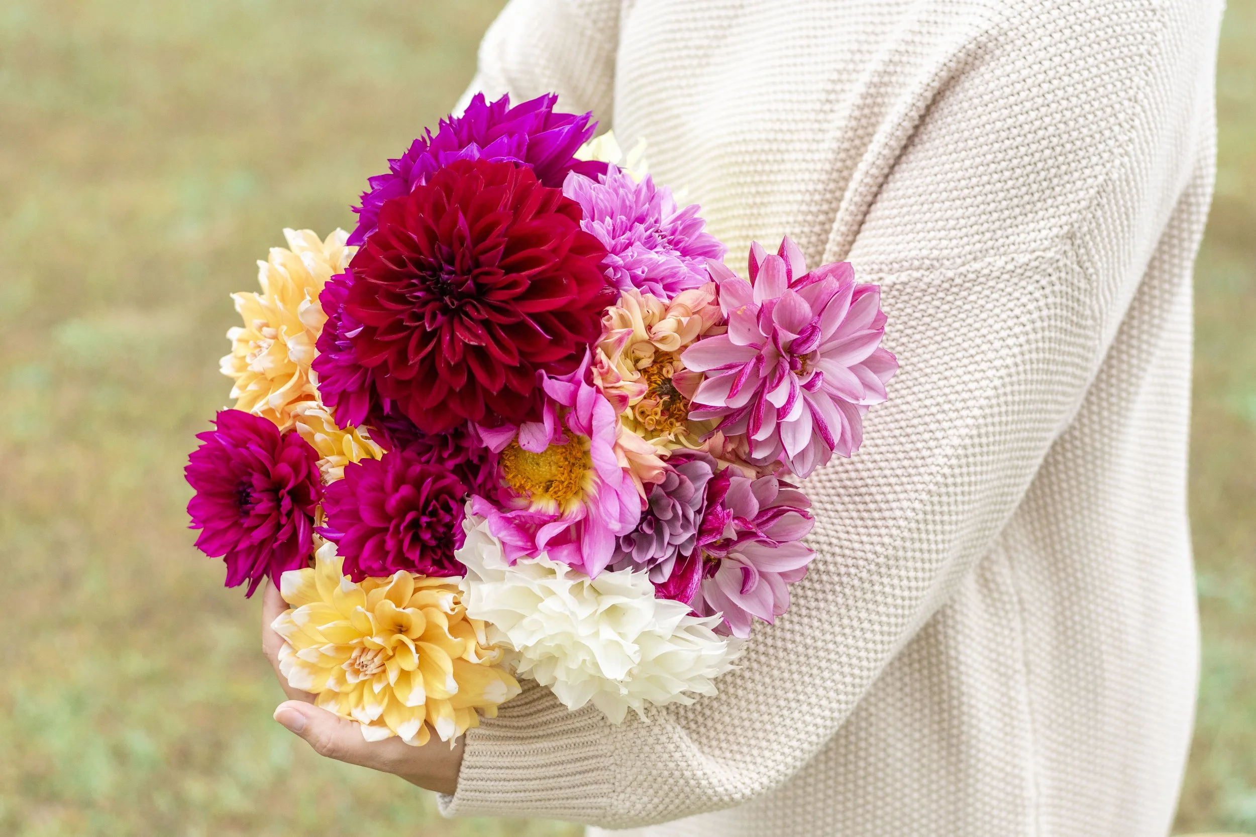 arm-full-of-dahlias-2024-12-06-10-56-11-utc.jpg