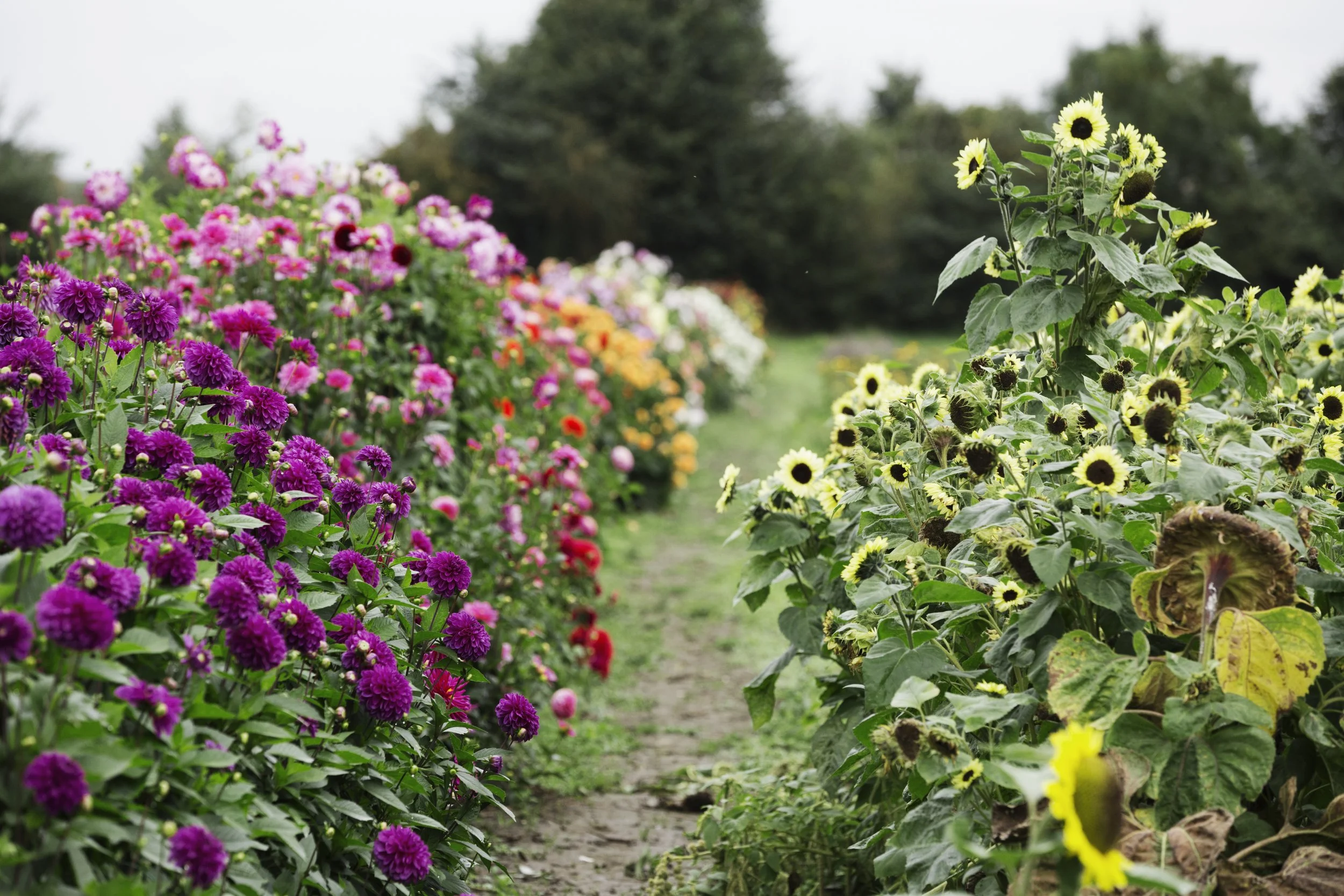 a-commercial-plant-nursery-sunflowers-and-dahlias-2025-04-03-23-28-39-utc.jpg