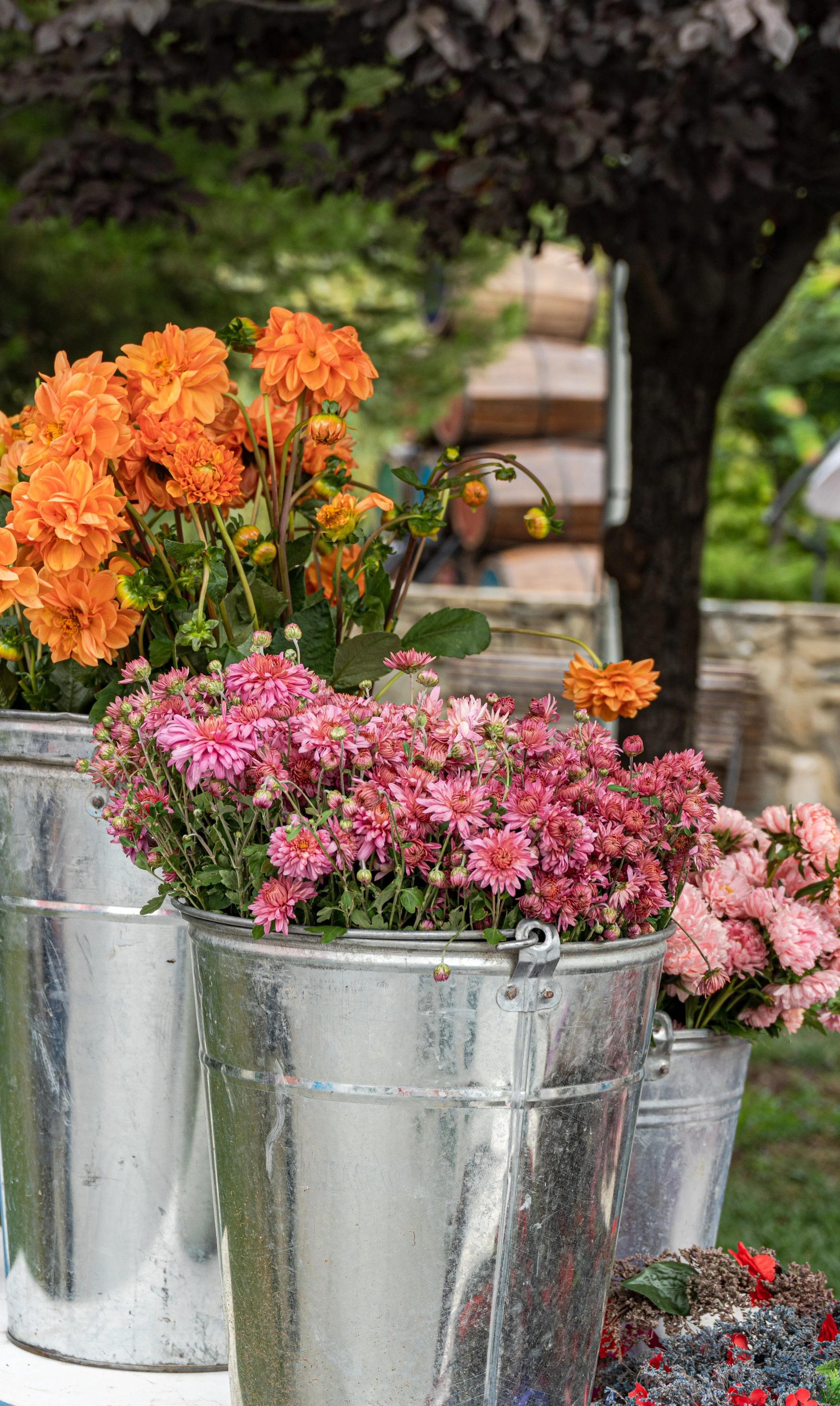 seasonal-autumnal-flowers-2024-12-07-12-29-44-utc.jpg