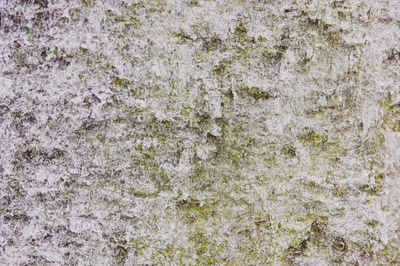 picture of the ground by Lisa Meloni Ragusa All Rights Reserved