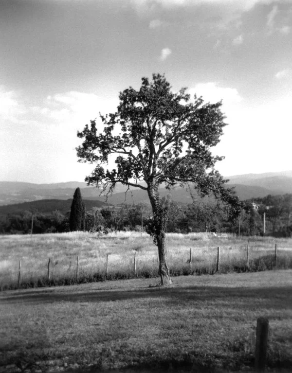photo of tree b&w Lisa Meloni Ragusa All Rights Reserved